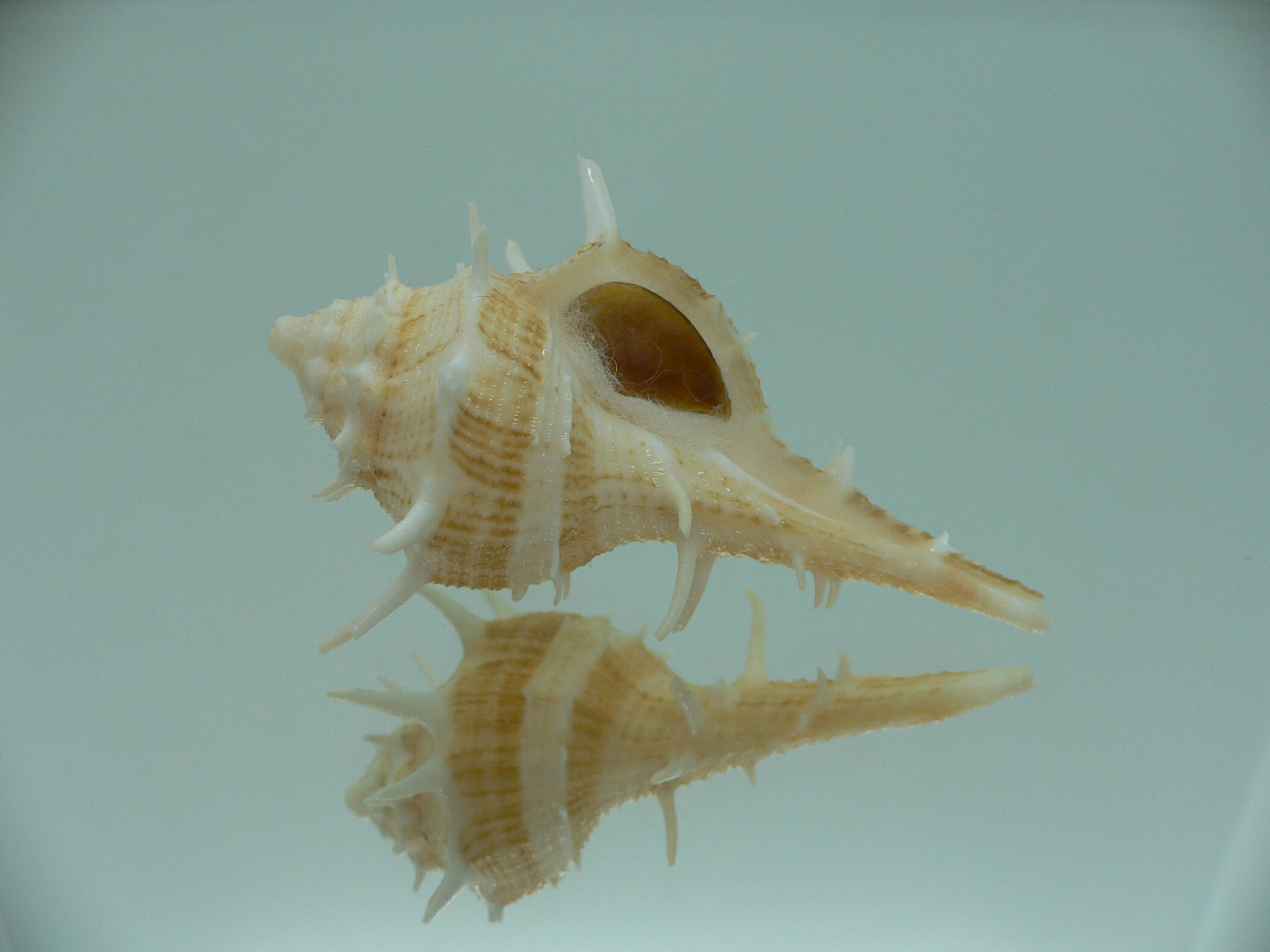 Tudivasum armigerum STRIPED