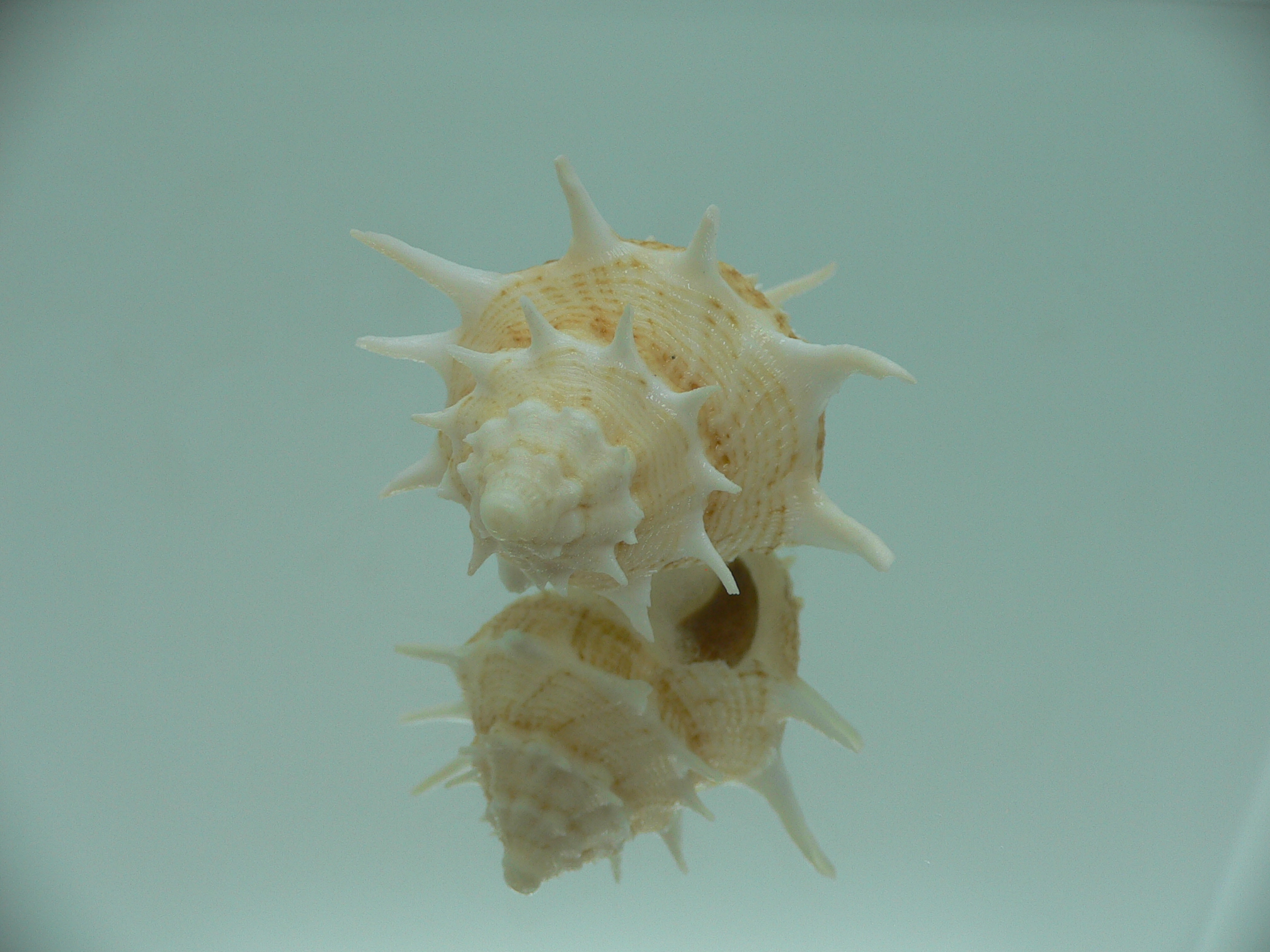 Tudivasum armigerum STRIPED