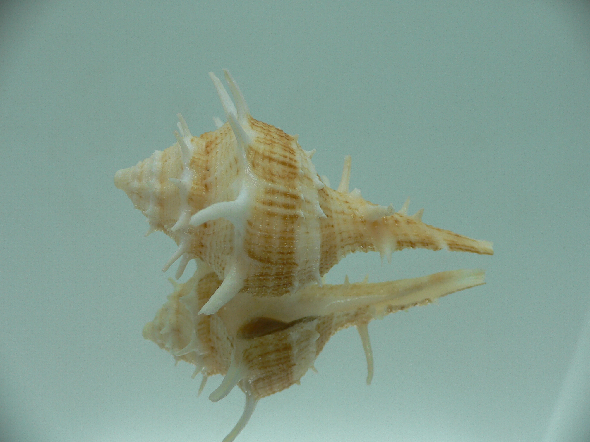 Tudivasum armigerum STRIPED