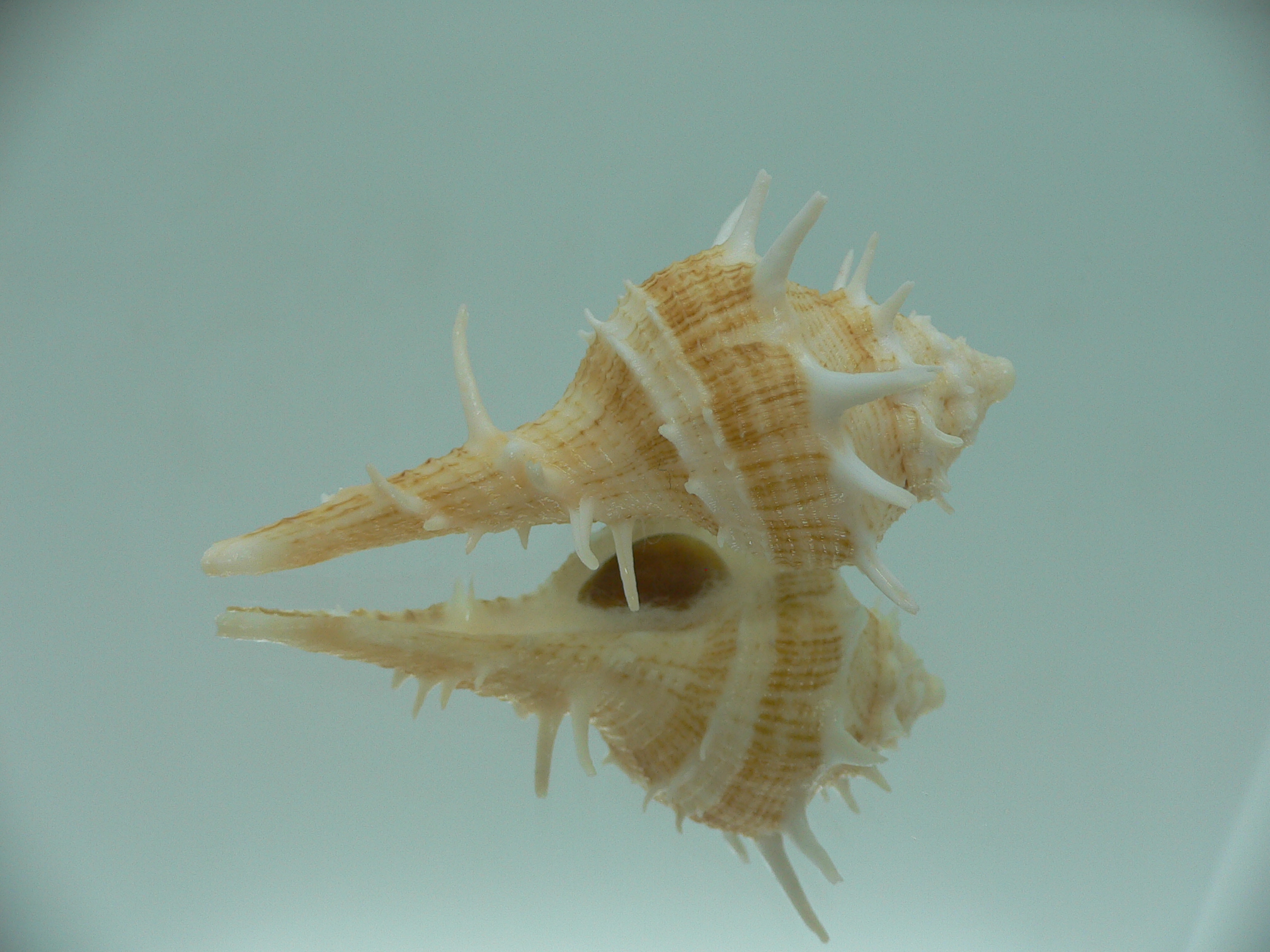 Tudivasum armigerum STRIPED