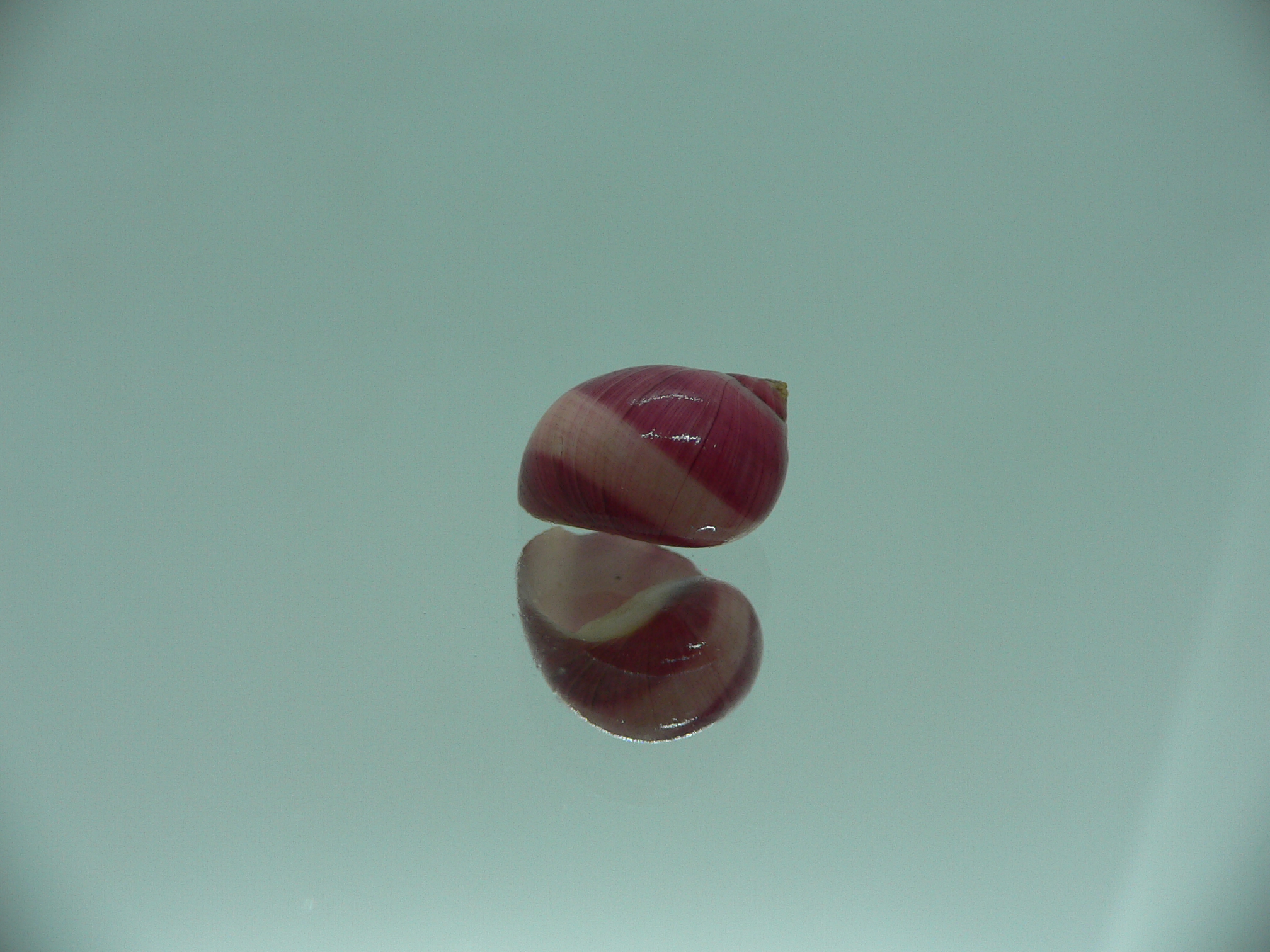 Neritina communis BEAUTIFUL