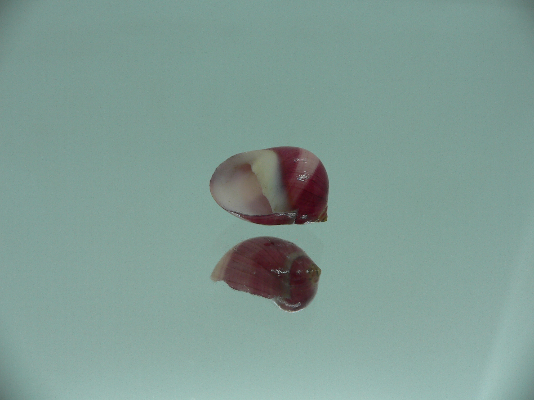 Neritina communis BEAUTIFUL