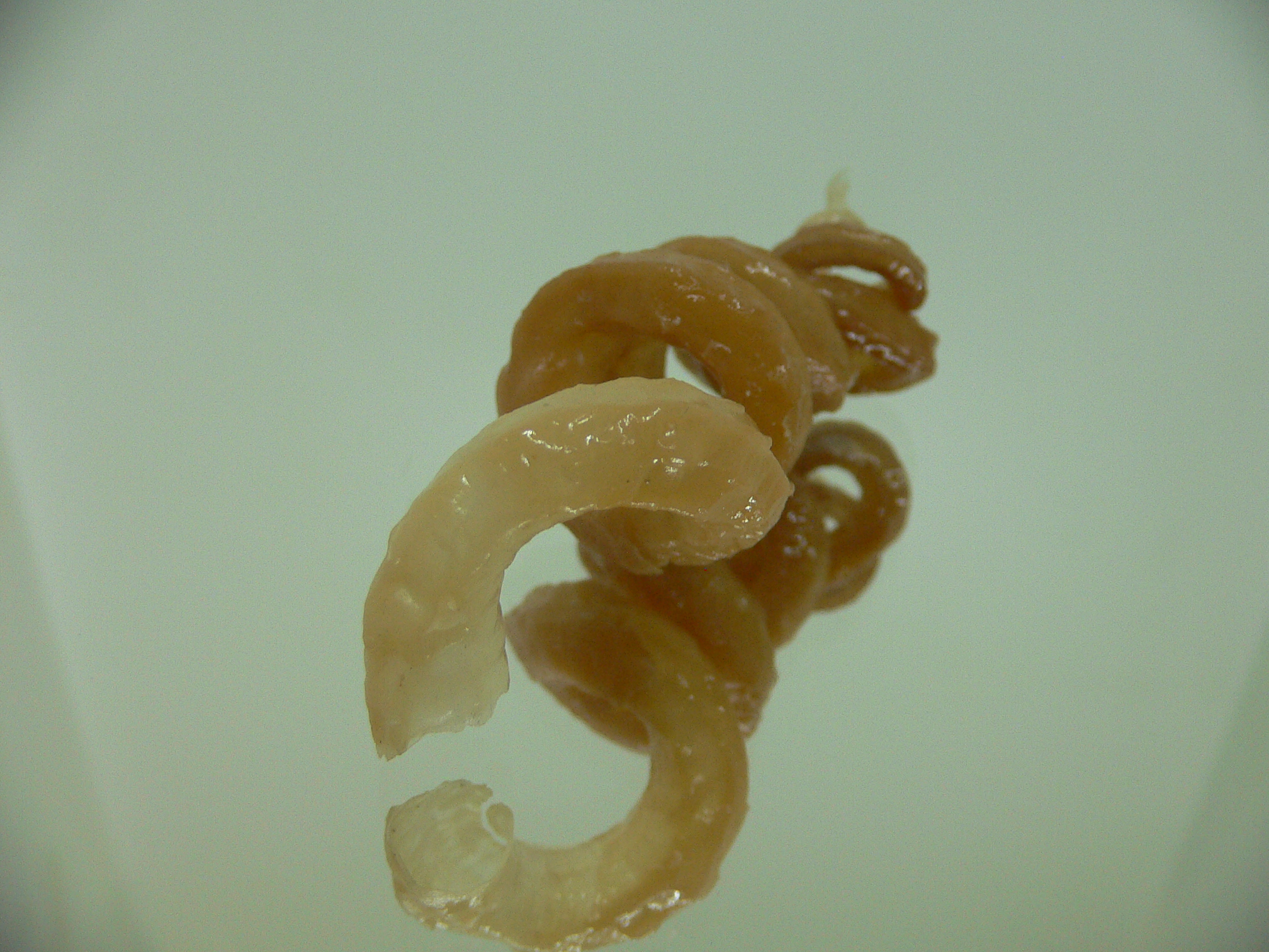 Tenagodus armata