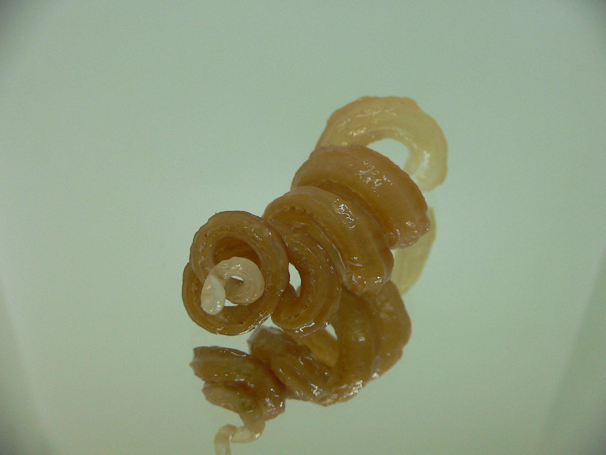 Tenagodus armata