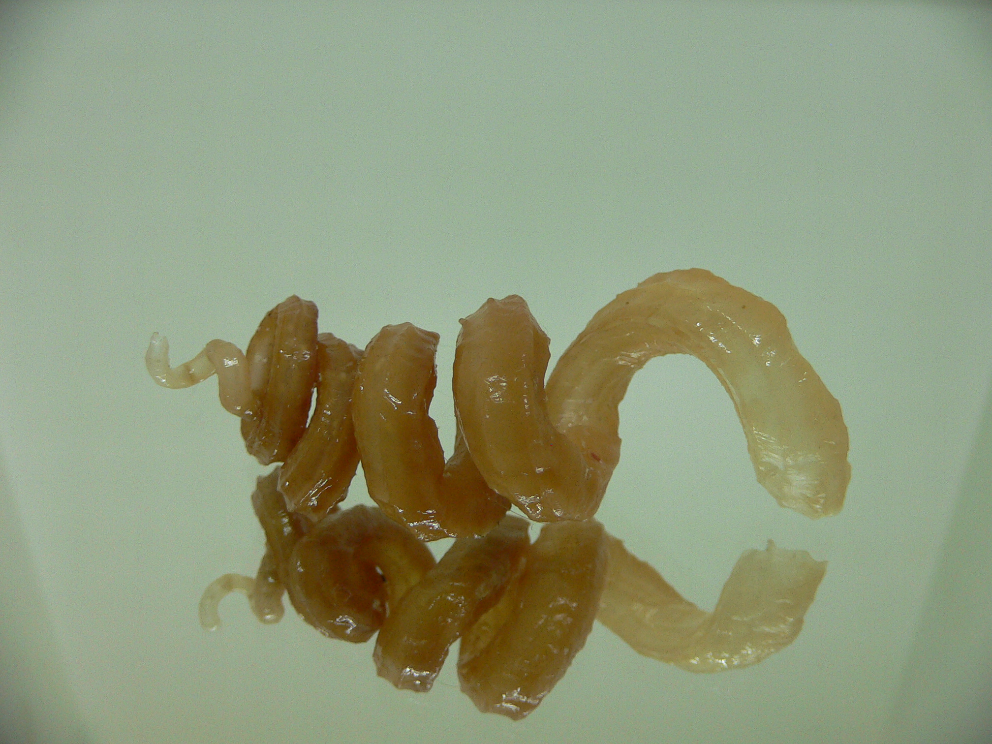 Tenagodus armata