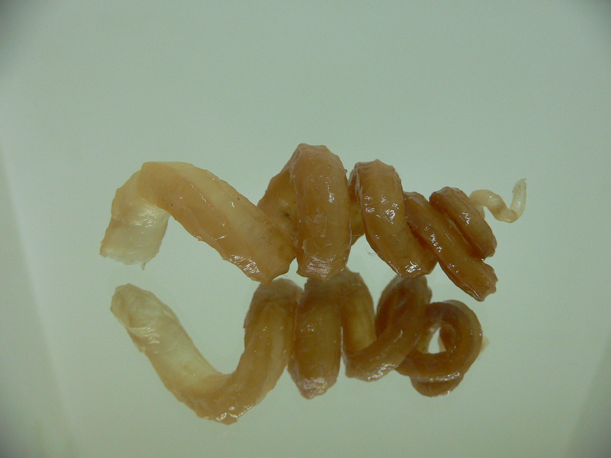 Tenagodus armata