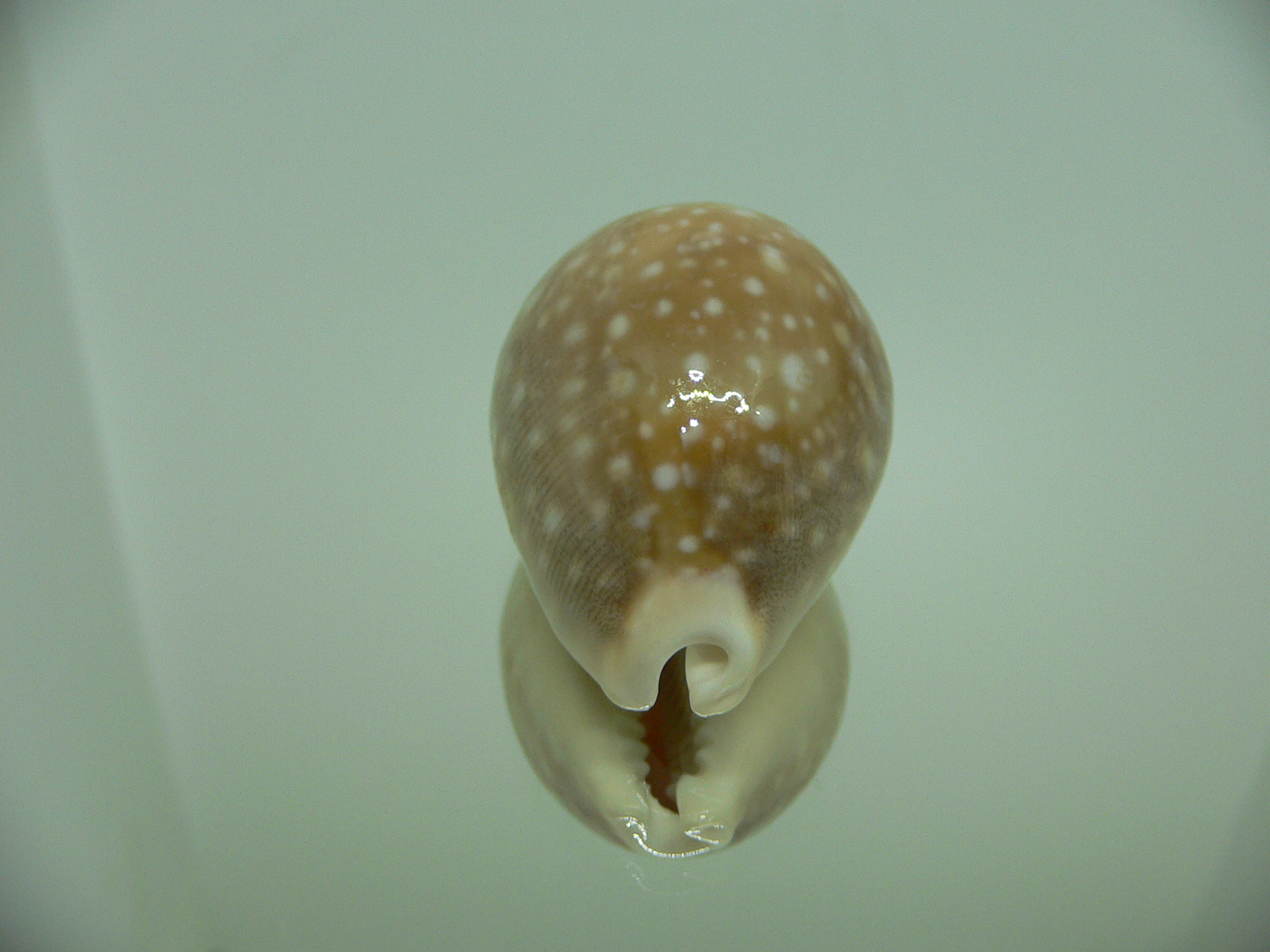 Cypraea vitellus vitellus DWARF