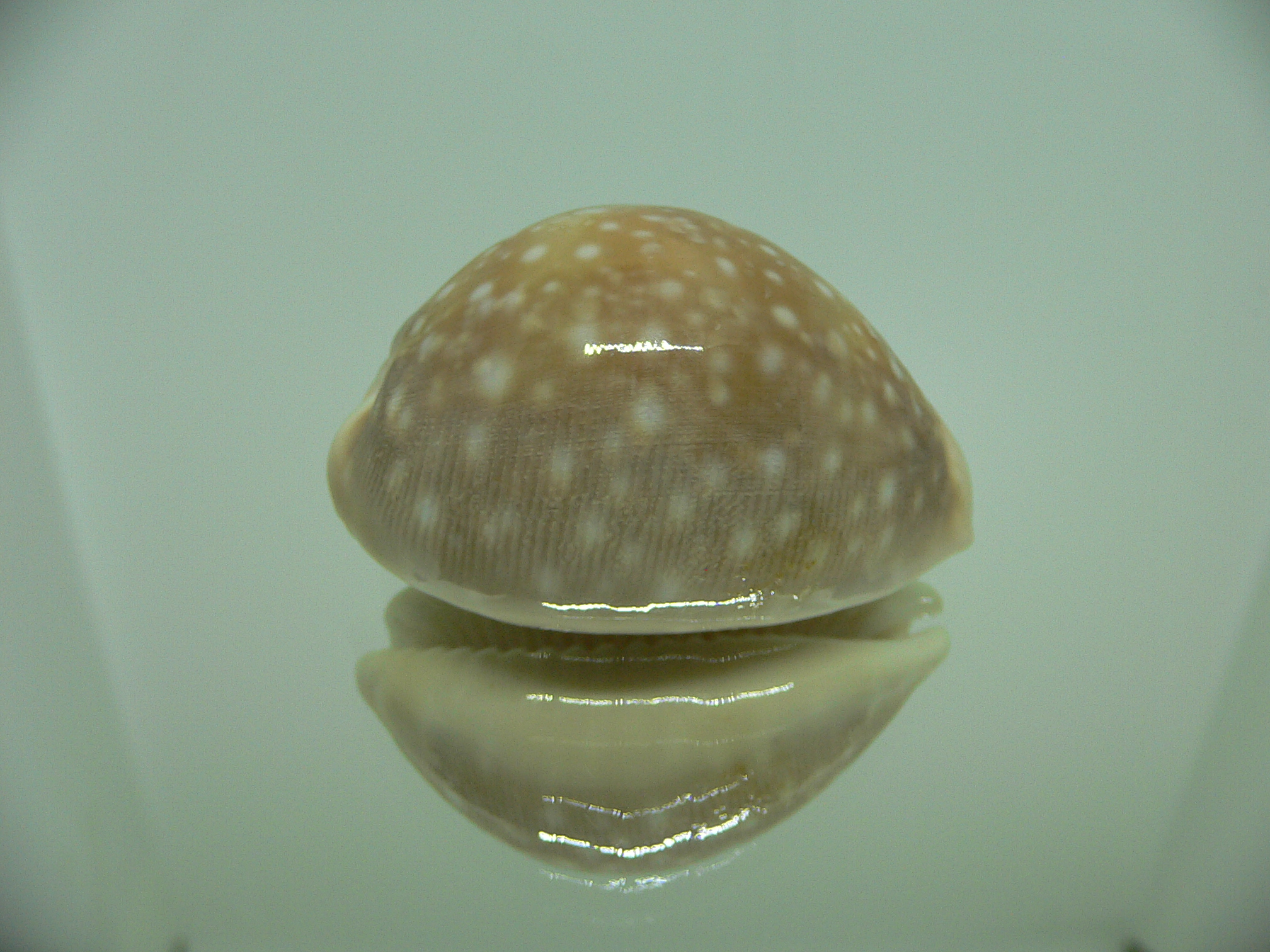 Cypraea vitellus vitellus DWARF