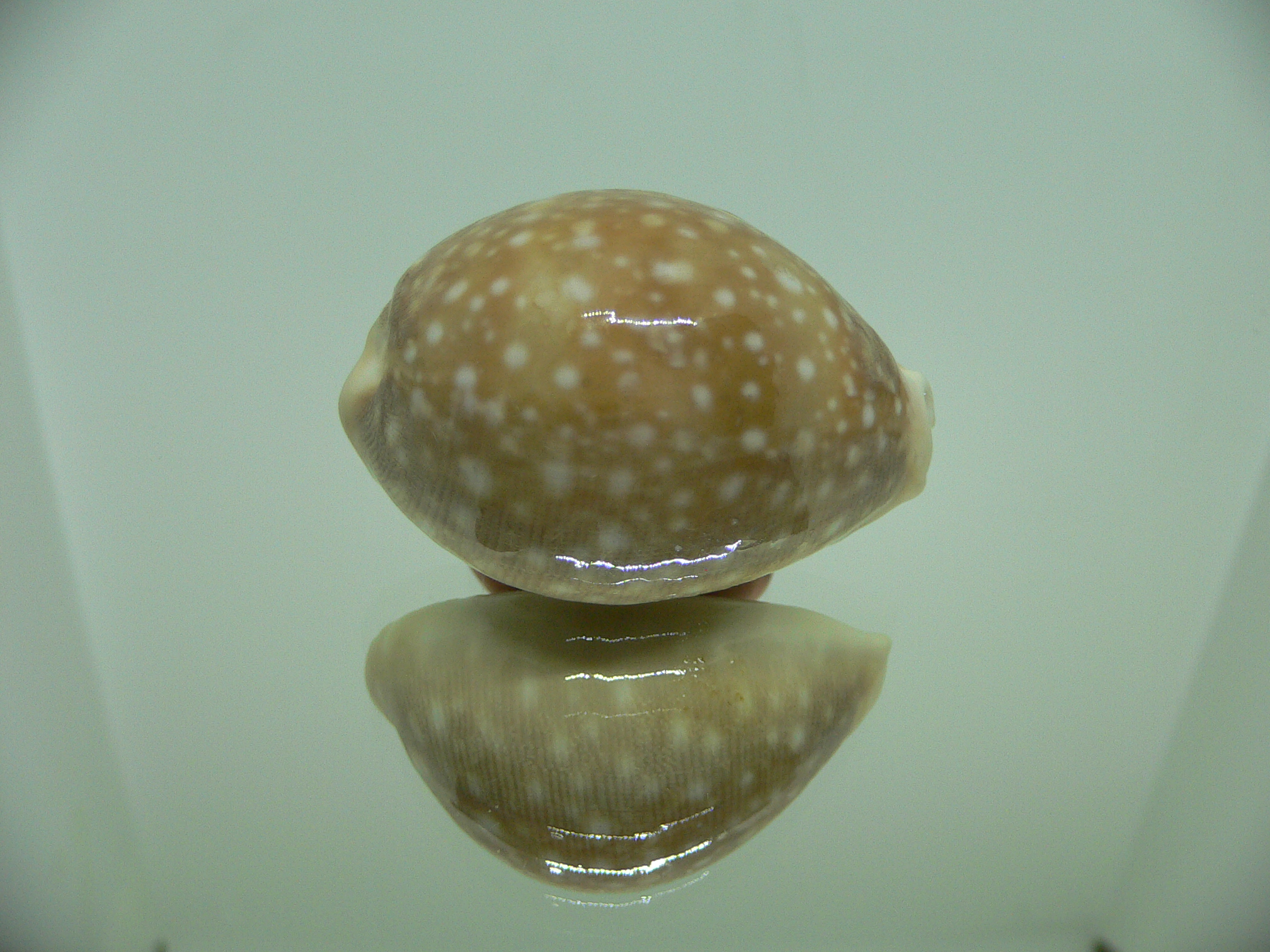 Cypraea vitellus vitellus DWARF