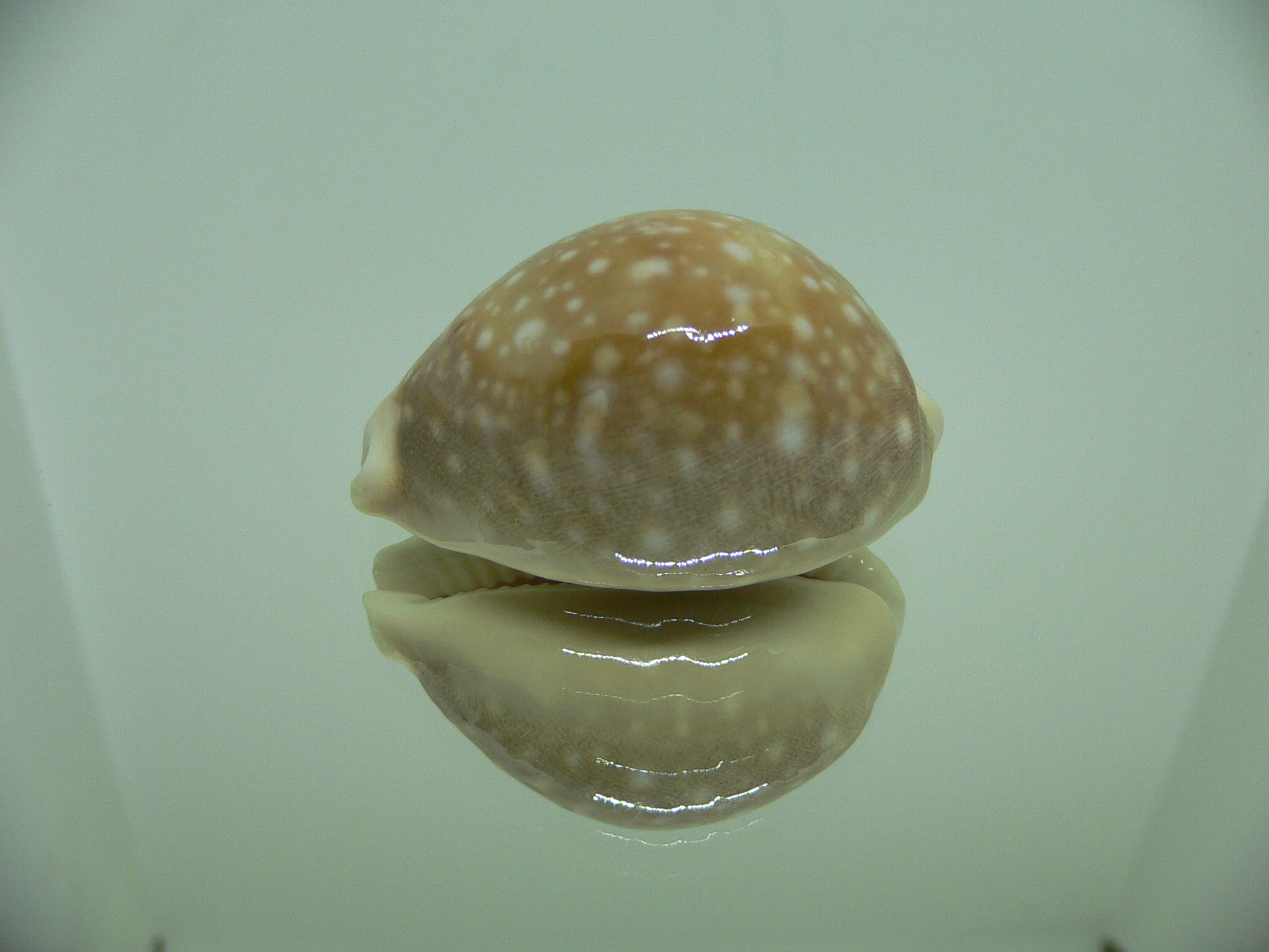 Cypraea vitellus vitellus DWARF