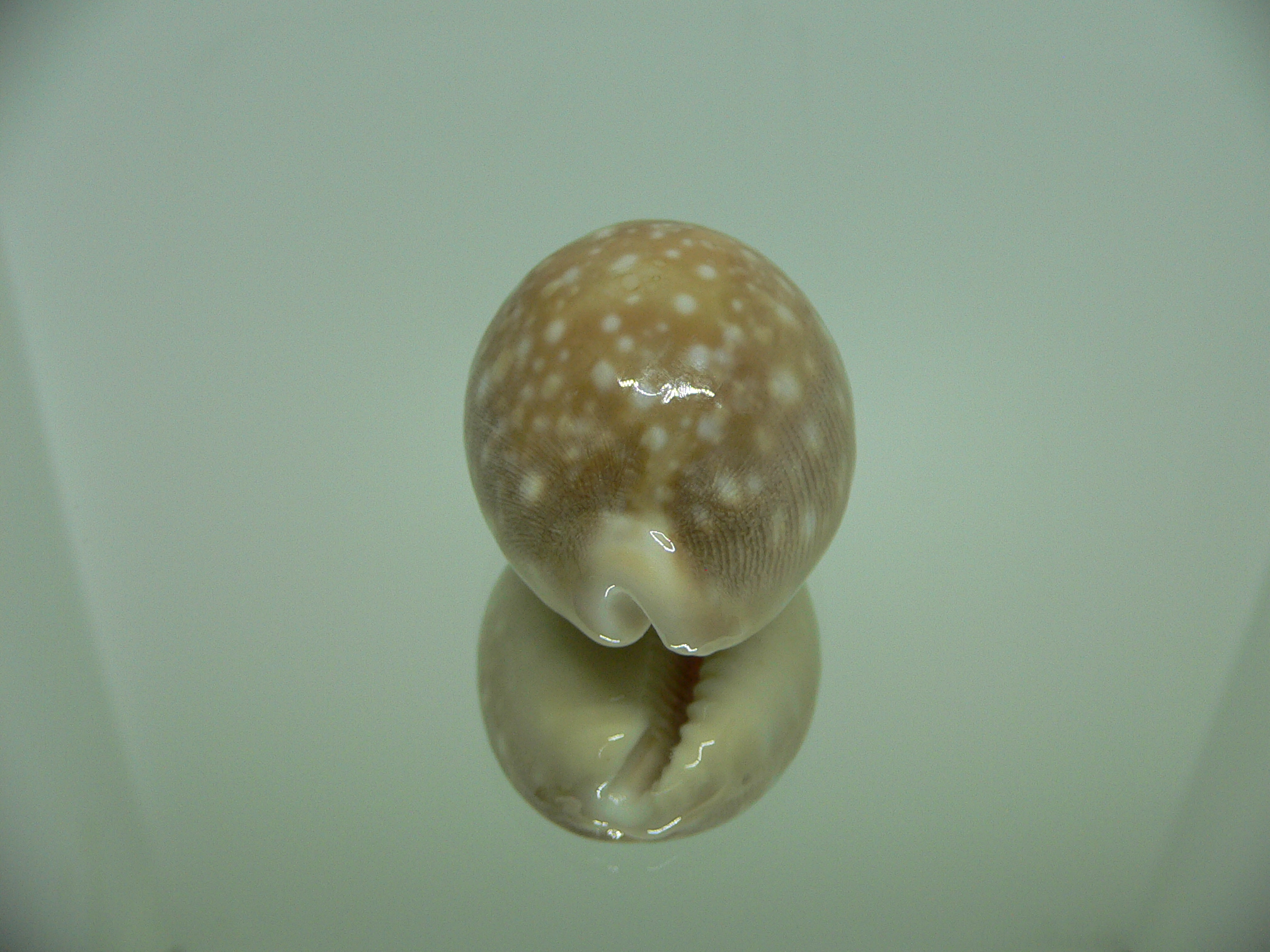 Cypraea vitellus vitellus DWARF