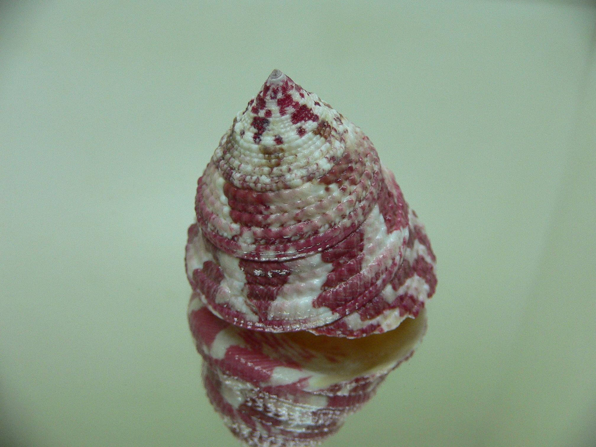 Rochia conus conus RED