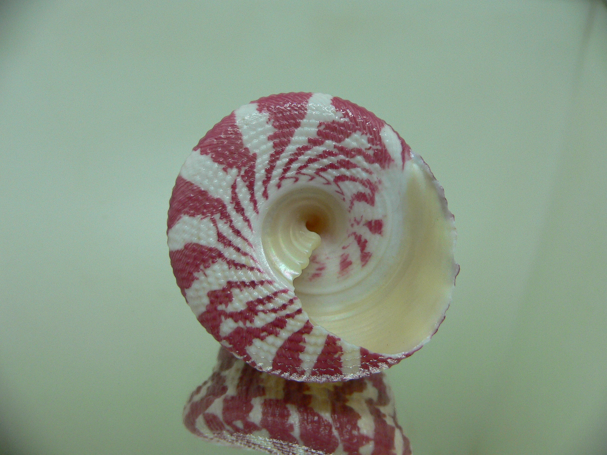 Rochia conus conus RED