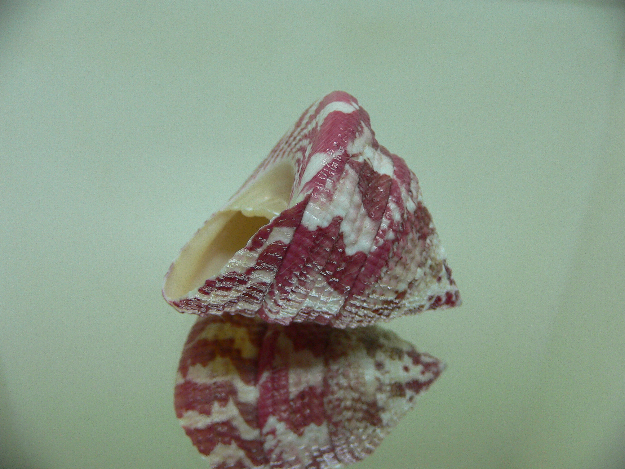 Rochia conus conus RED