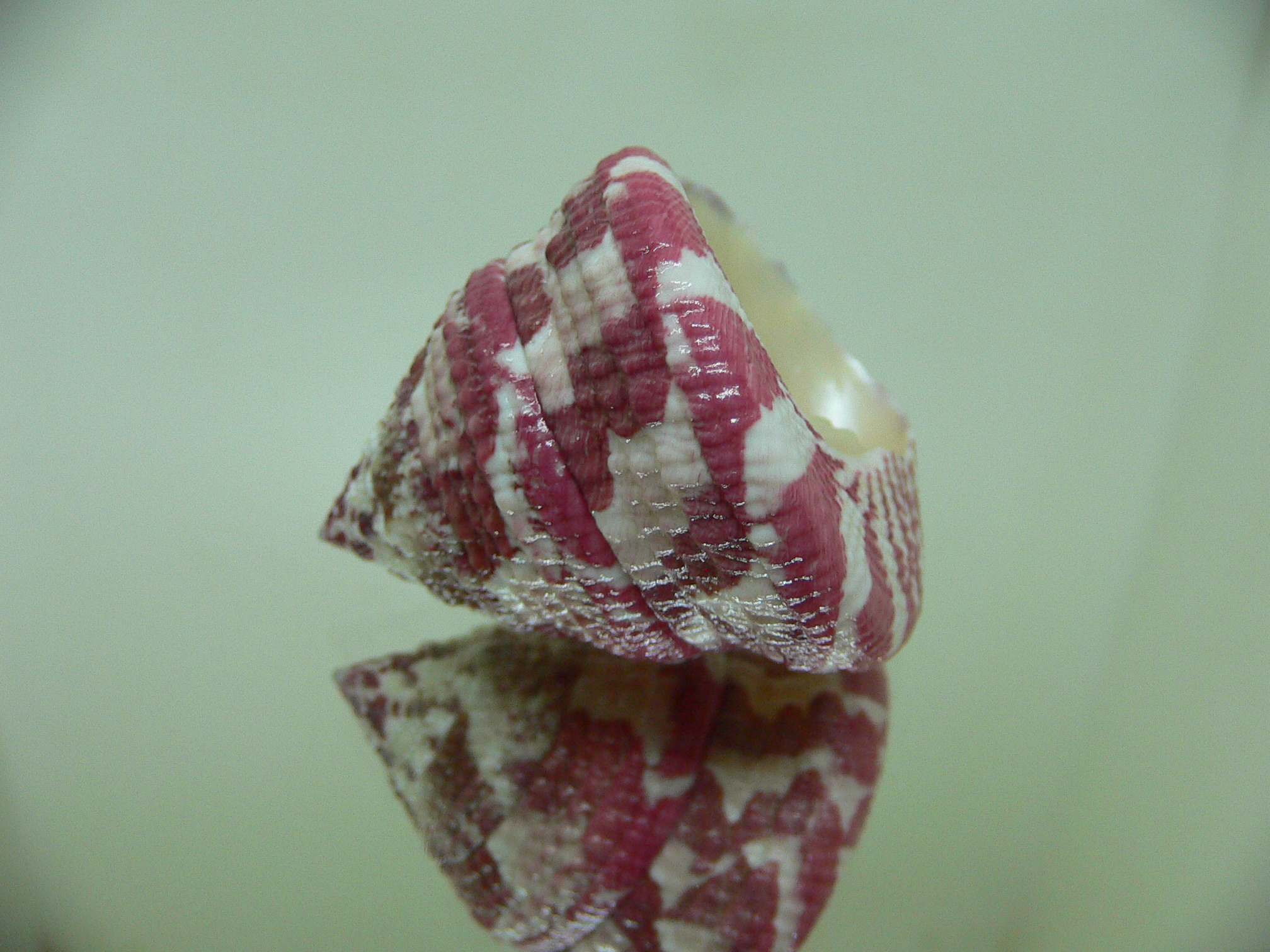 Rochia conus conus RED