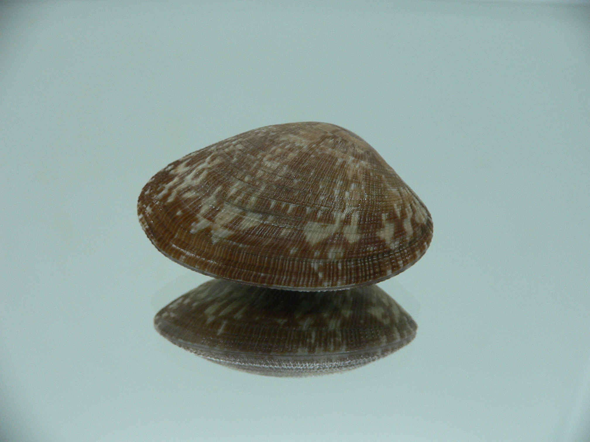 Venerupis aspera ELONGATE