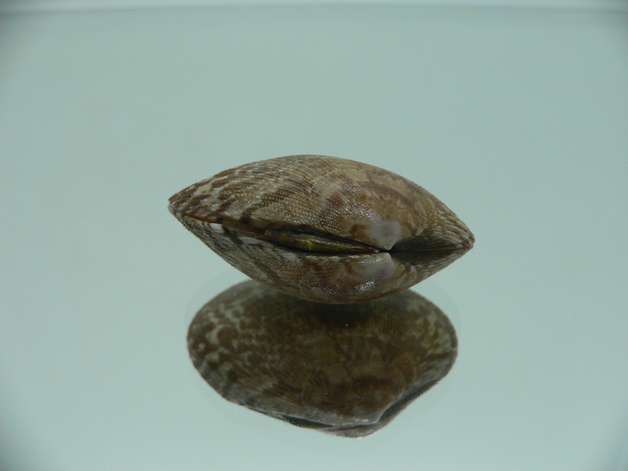 Venerupis aspera ELONGATE