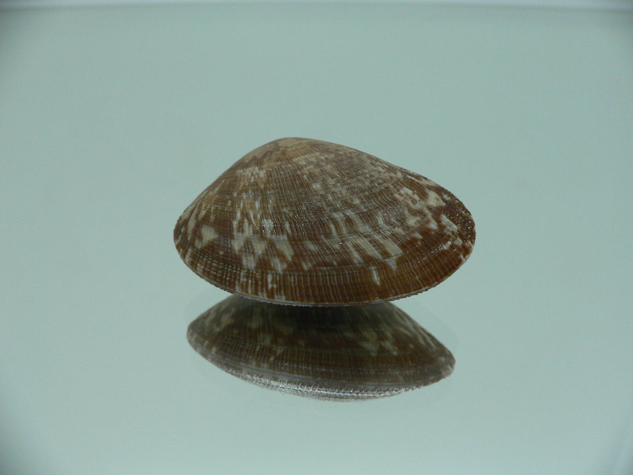 Venerupis aspera ELONGATE