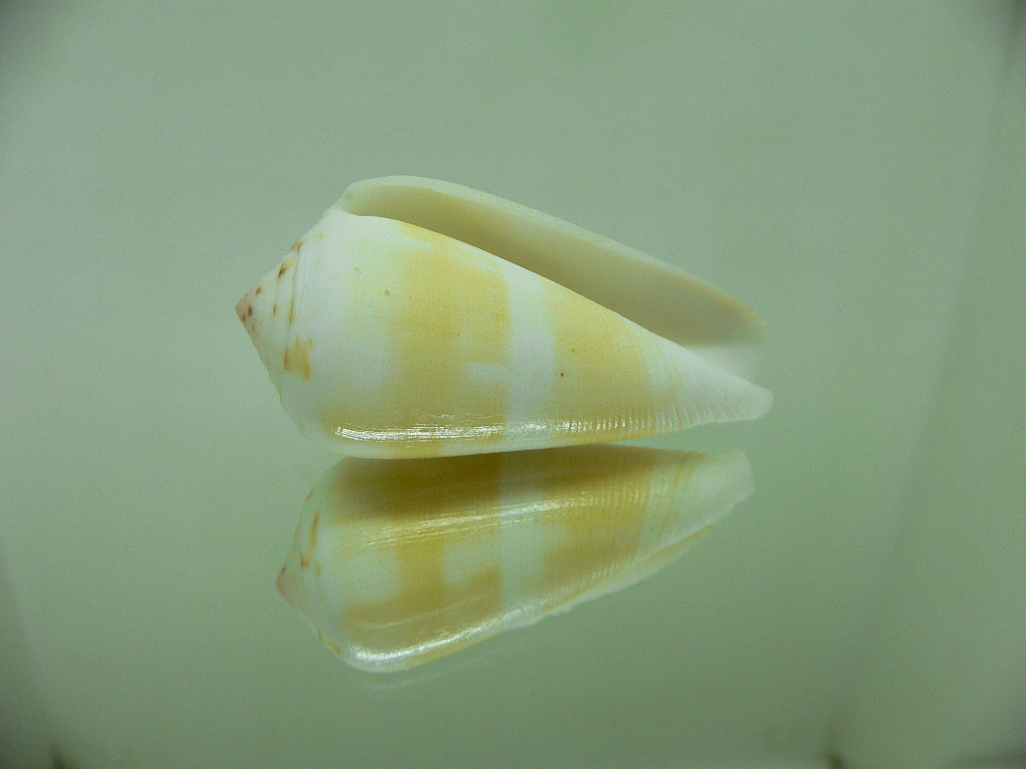 Conus magus SP. YELLOW