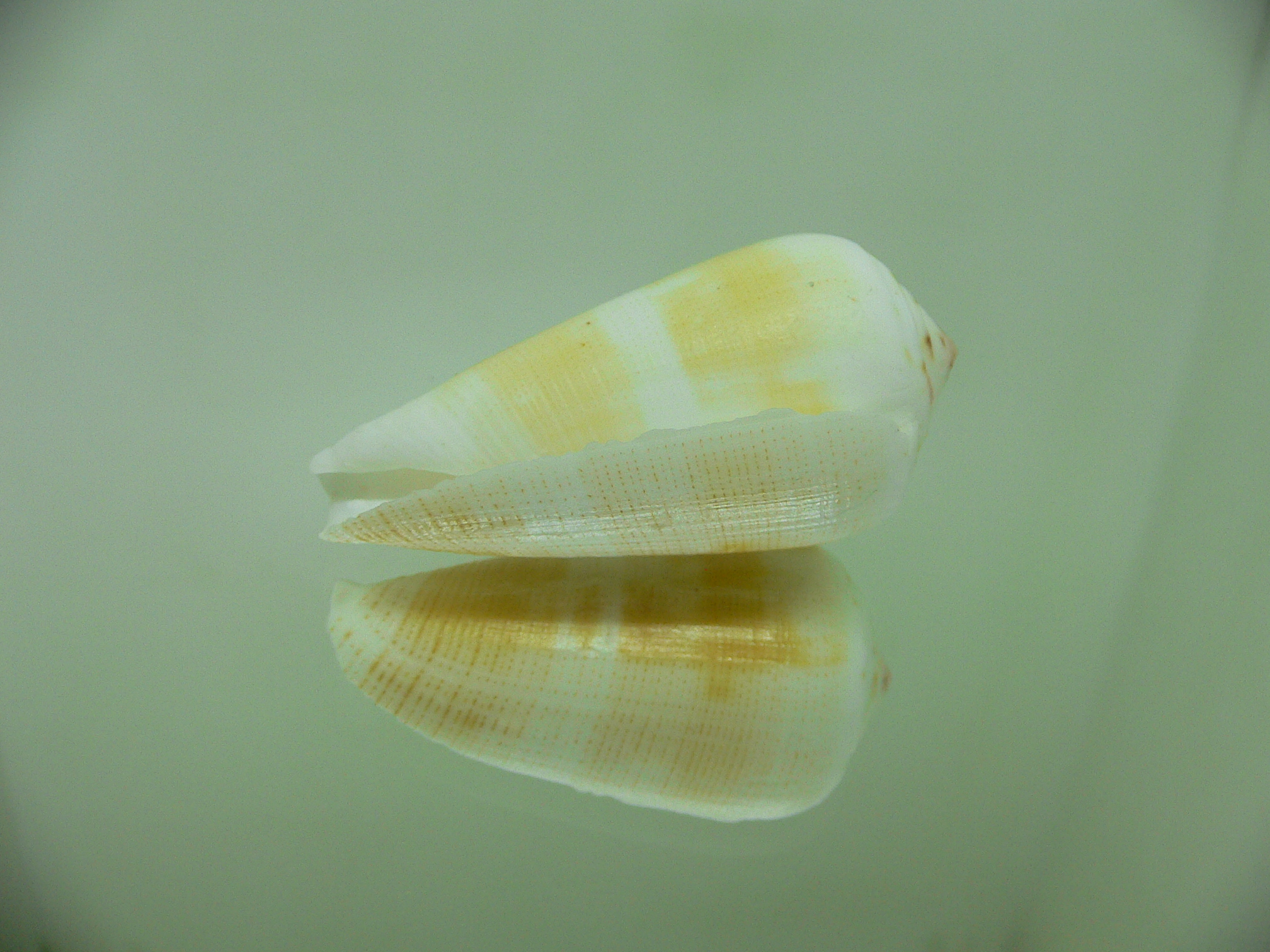 Conus magus SP. YELLOW