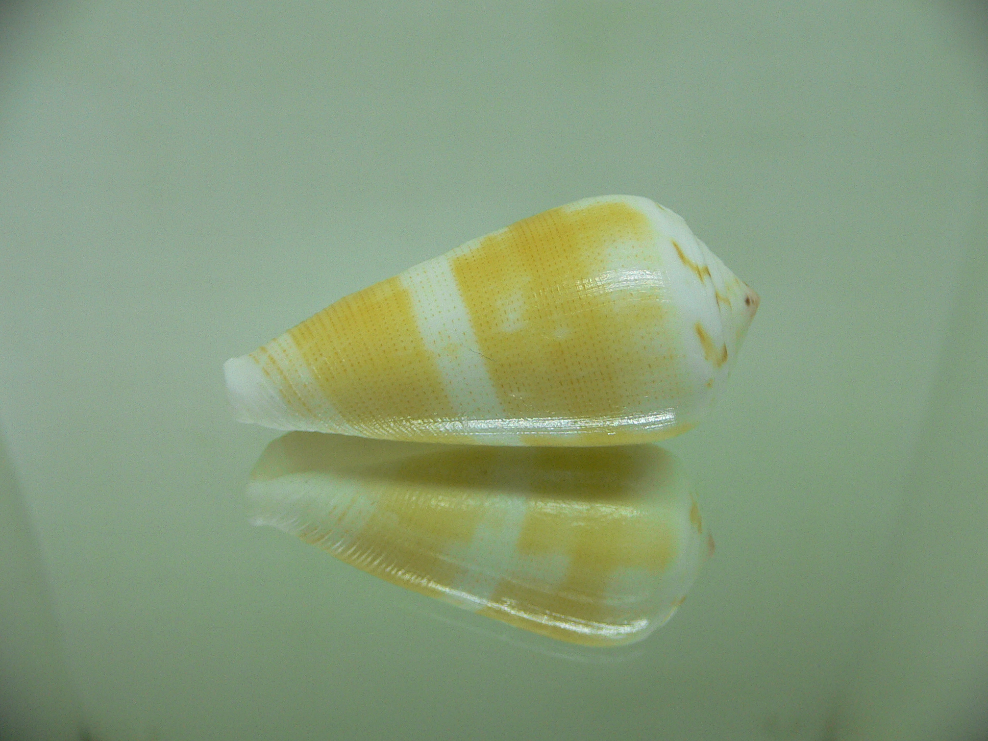 Conus magus SP. YELLOW