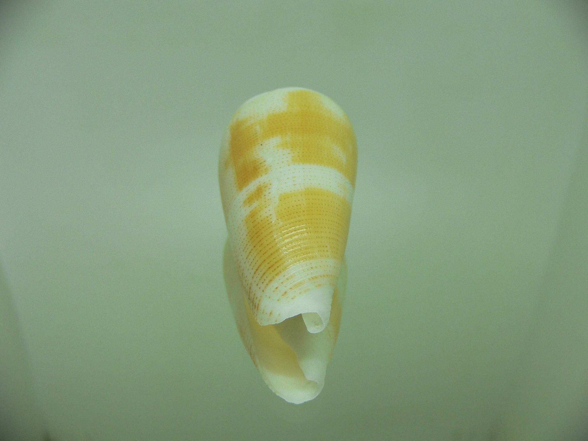 Conus magus SP. YELLOW