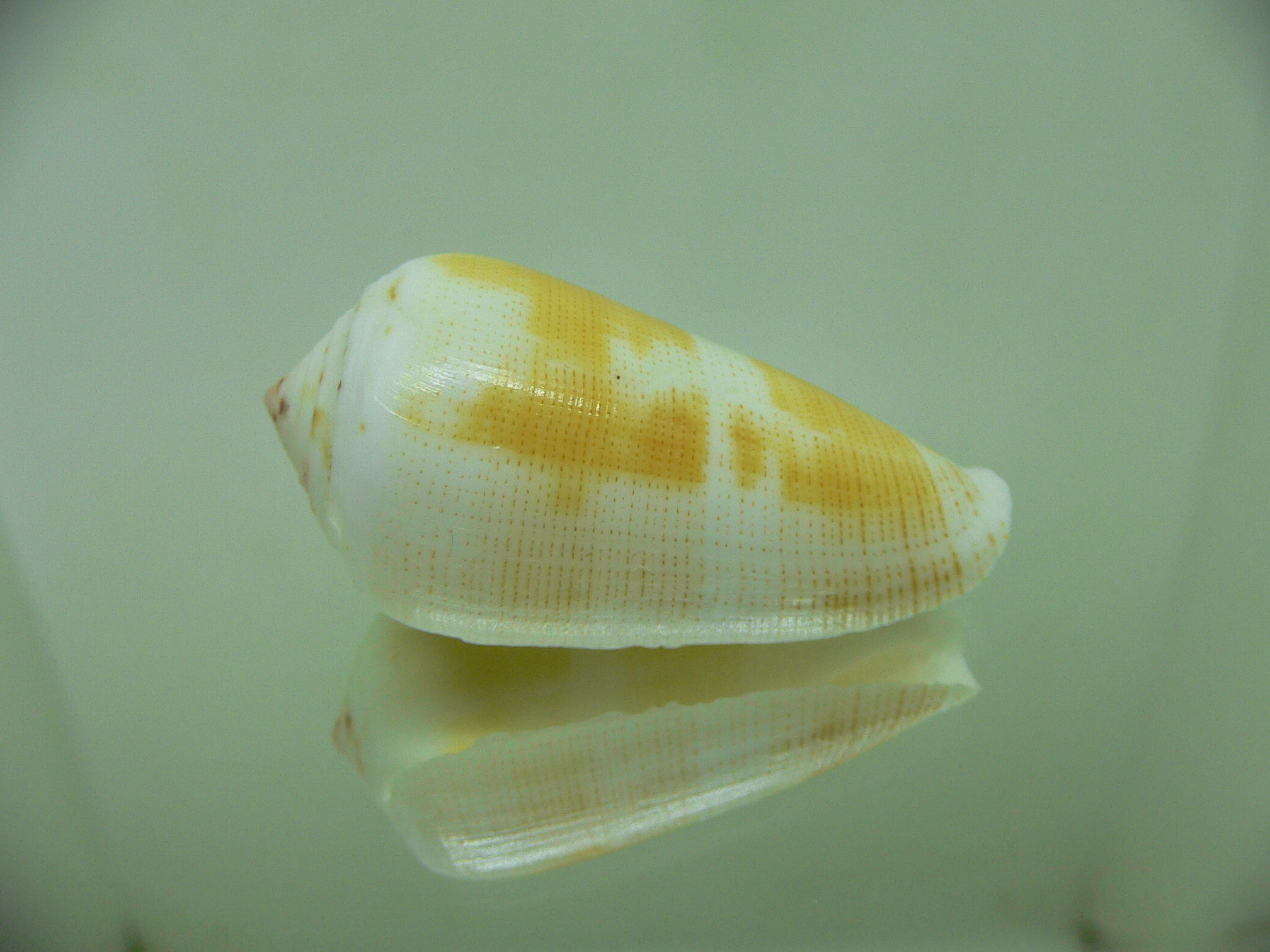 Conus magus SP. YELLOW