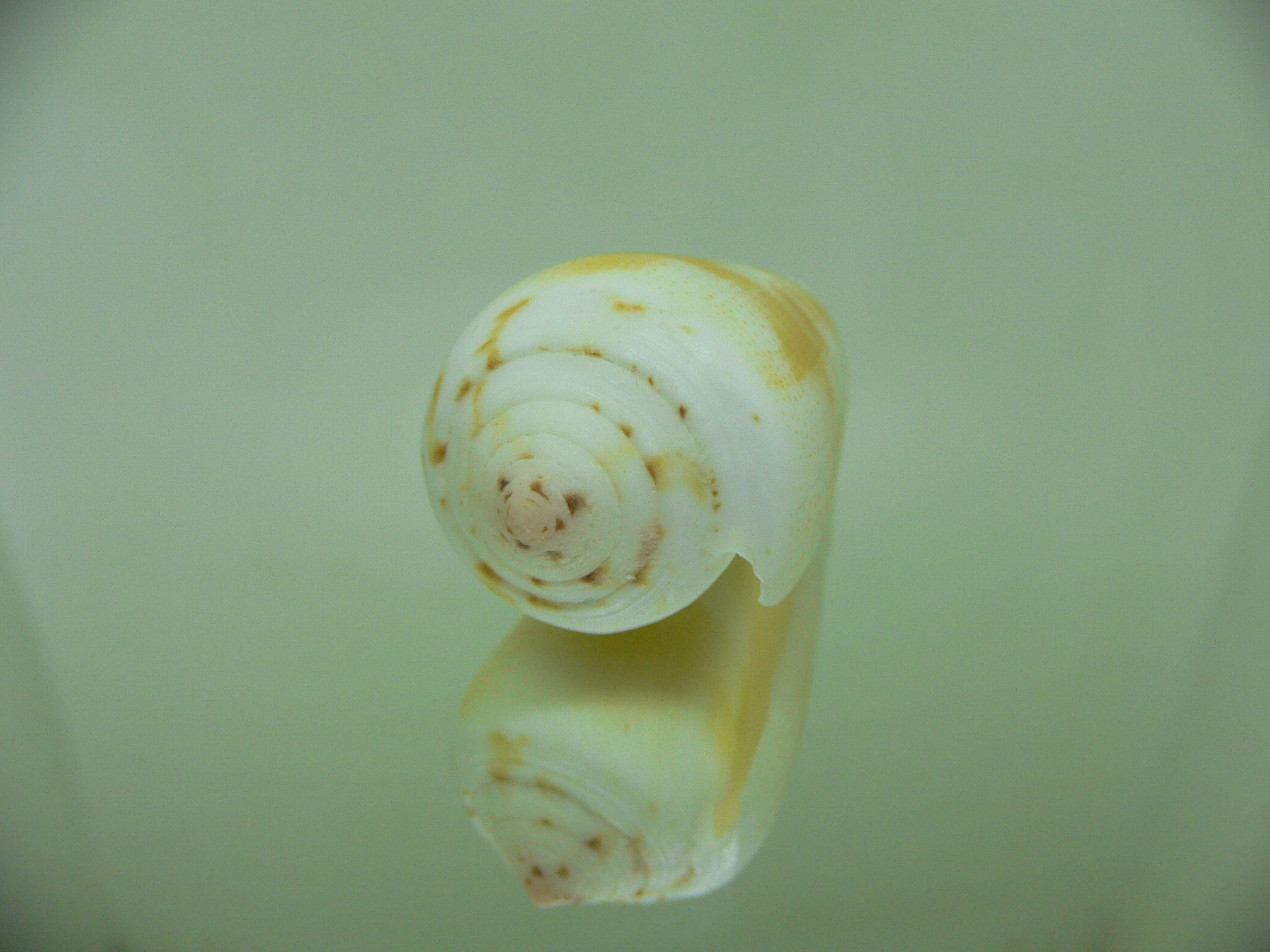 Conus magus SP. YELLOW