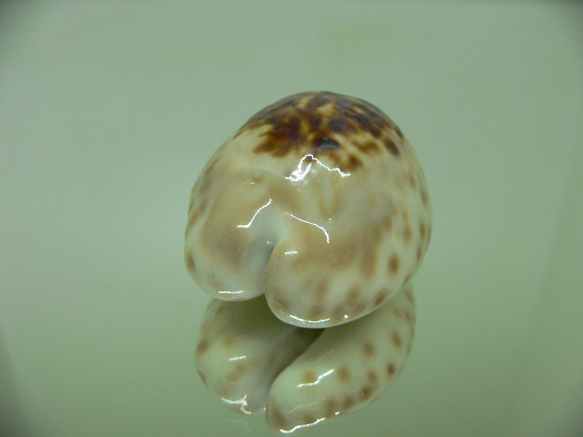 Cypraea teulerei ENDEMIC & DARK SPOTS