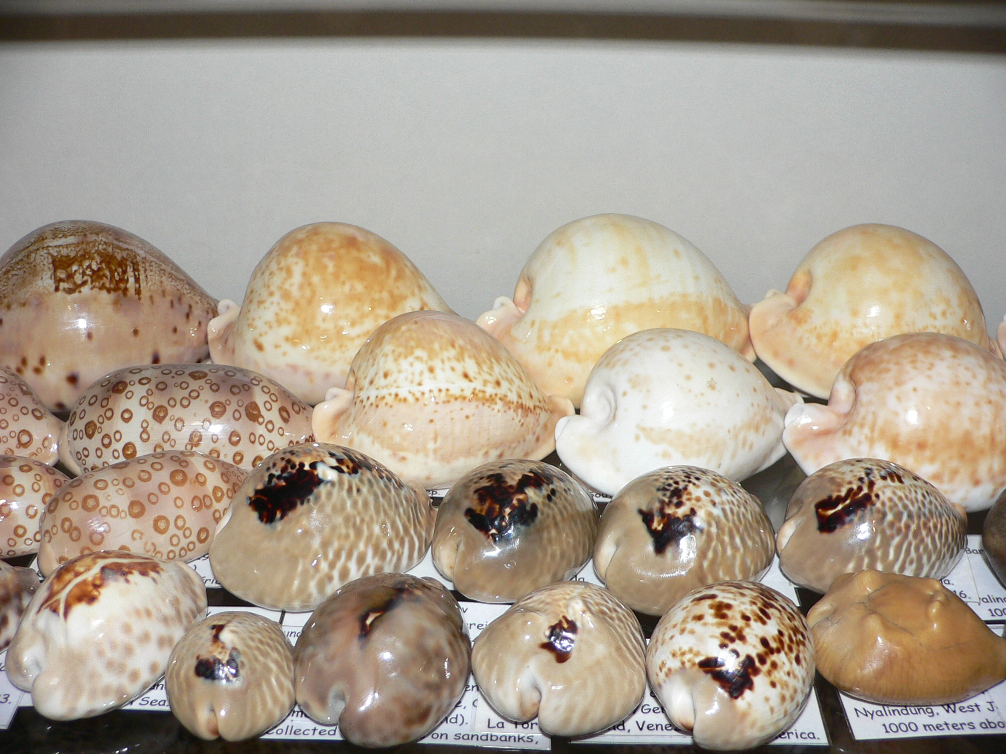 Cypraea teulerei ENDEMIC & DARK SPOTS