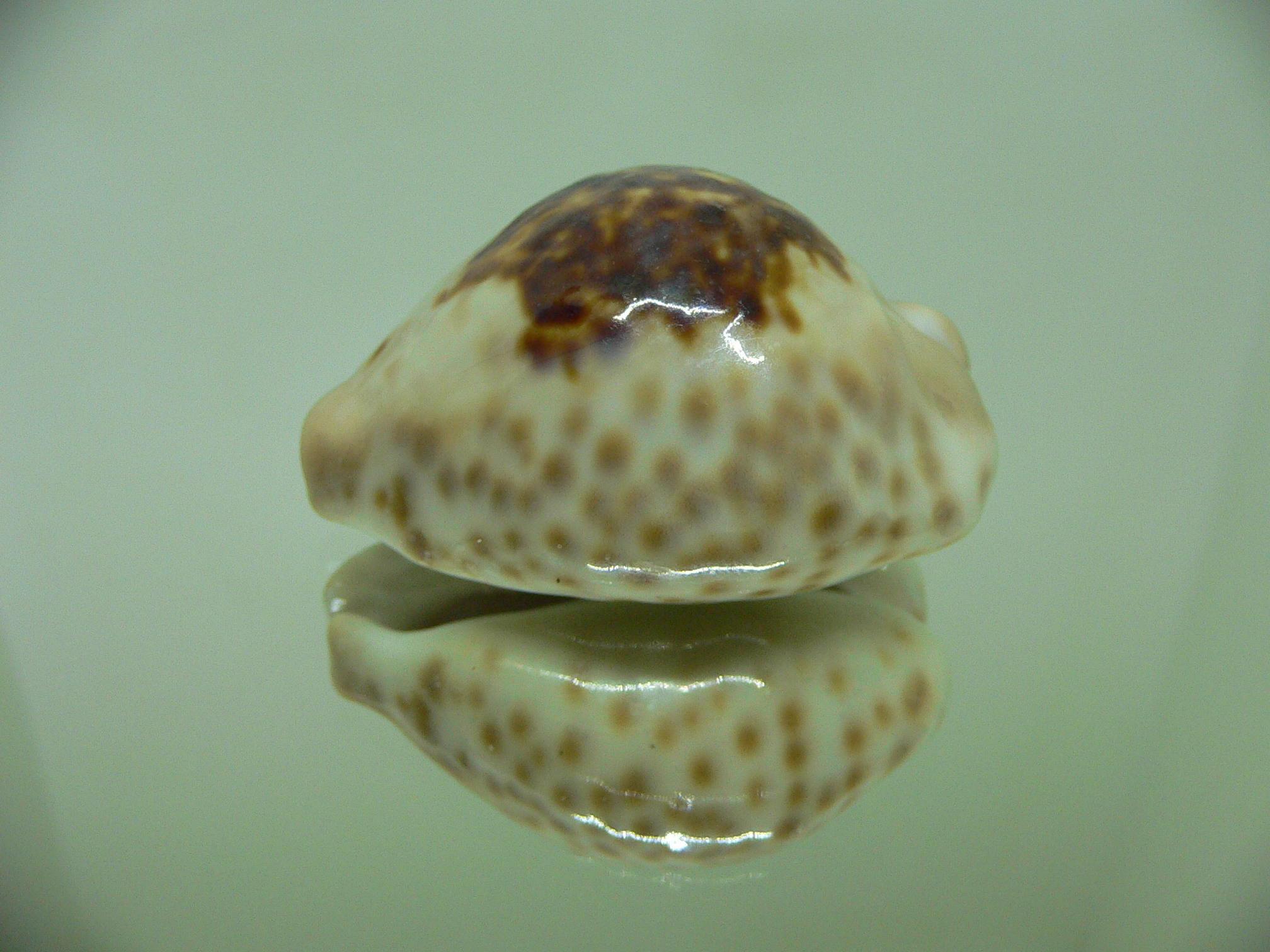 Cypraea teulerei ENDEMIC & DARK SPOTS