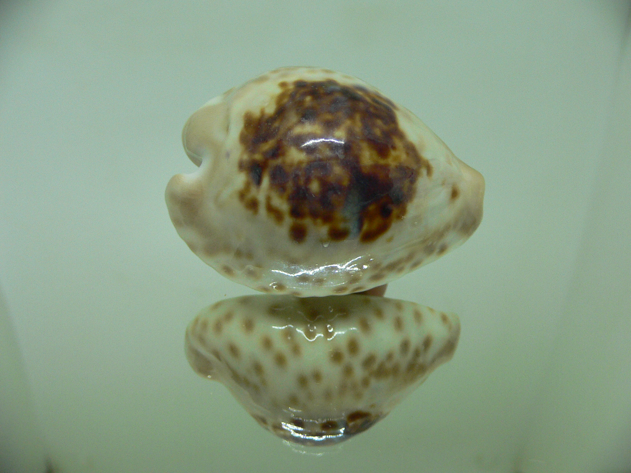 Cypraea teulerei ENDEMIC & DARK SPOTS