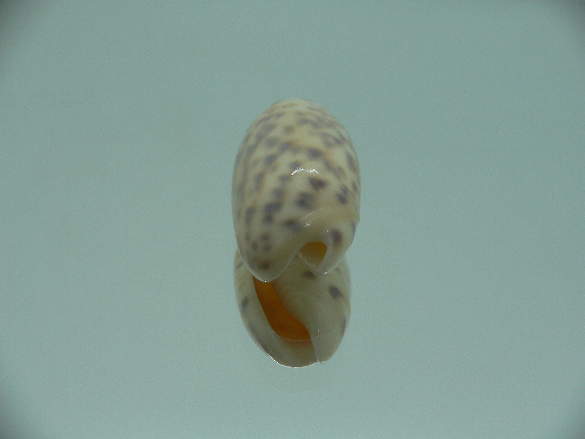 Oliva amethystina