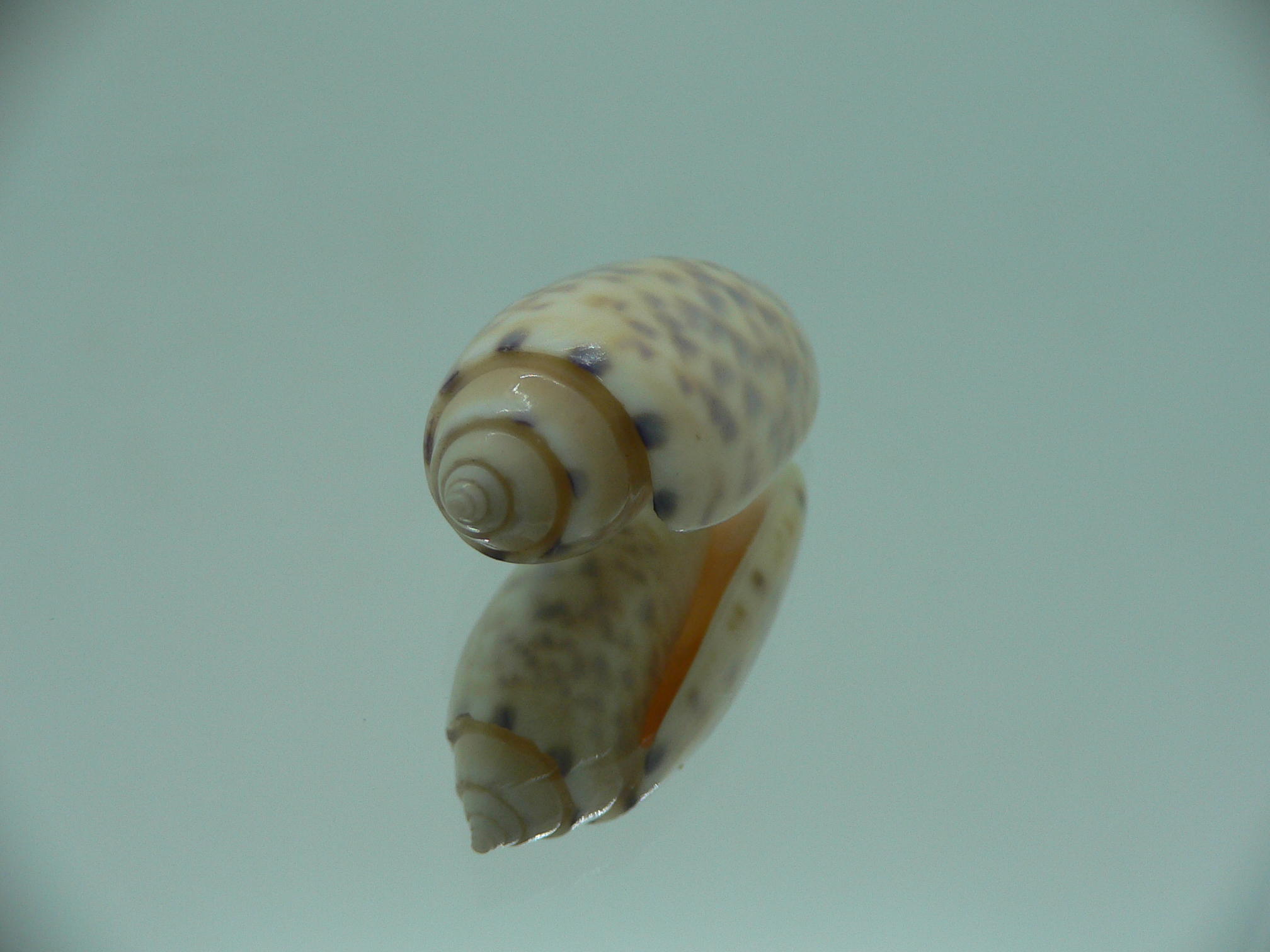 Oliva amethystina