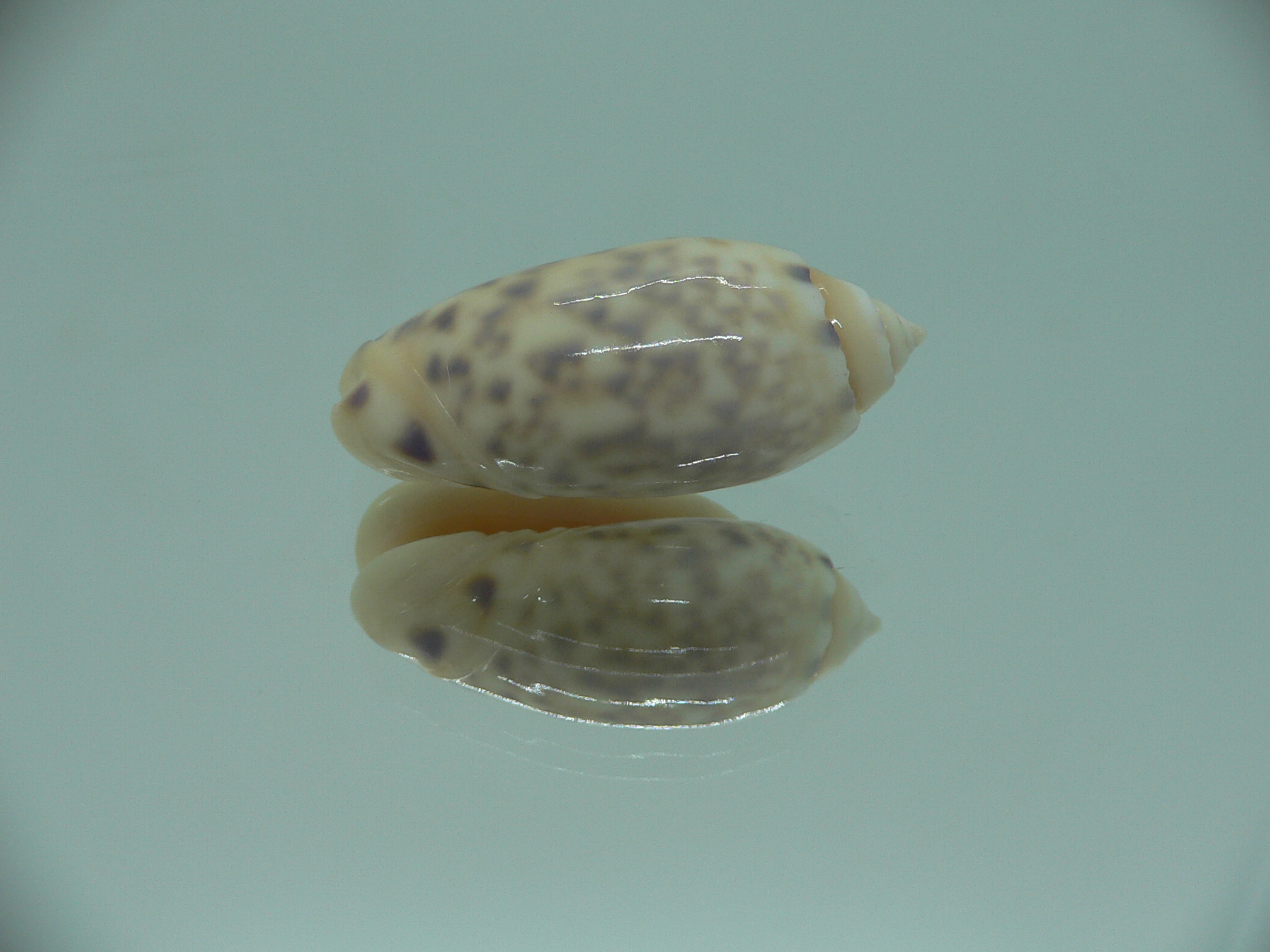 Oliva amethystina