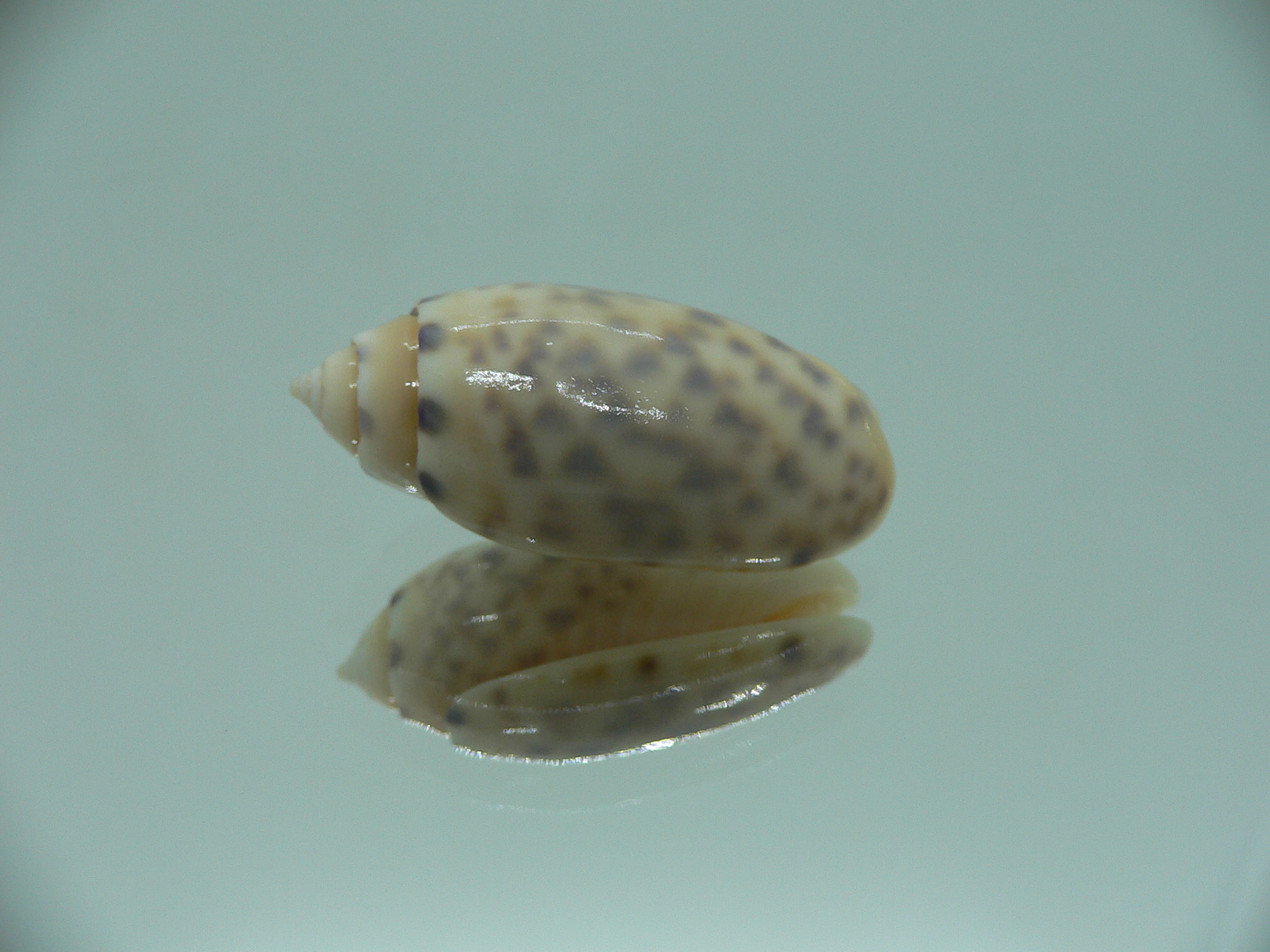 Oliva amethystina