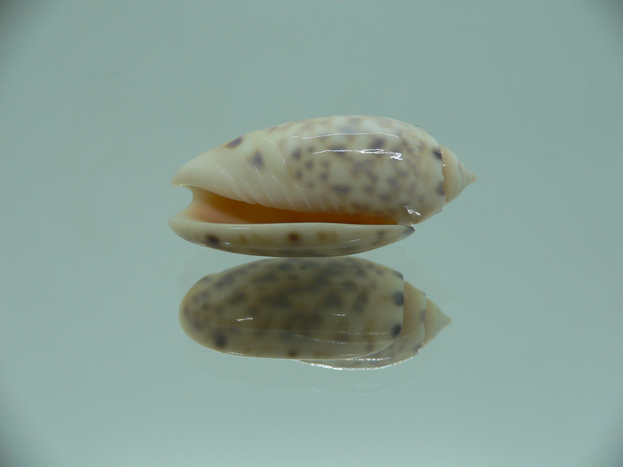 Oliva amethystina