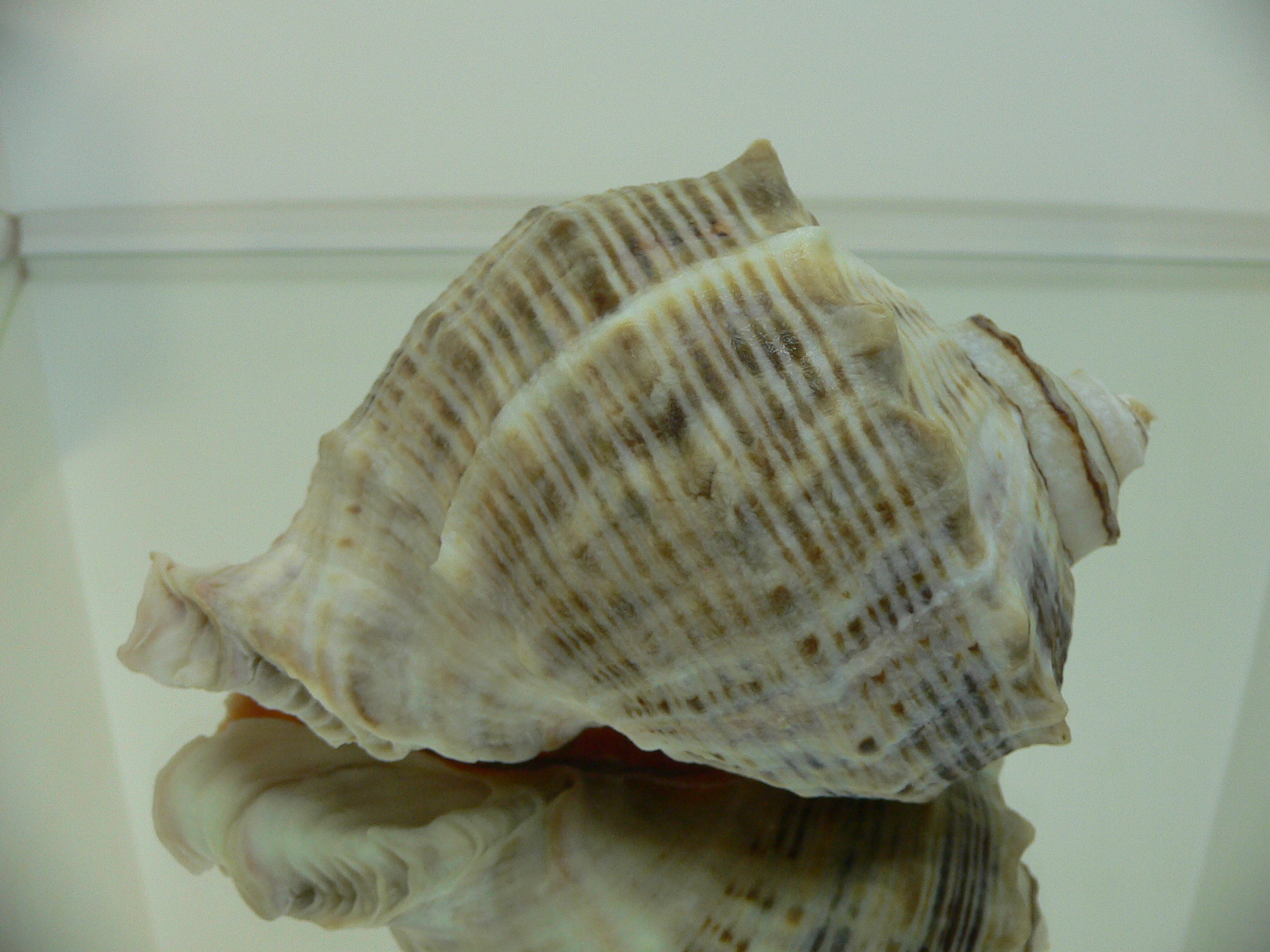 Rapana venosa GRAY COLOR