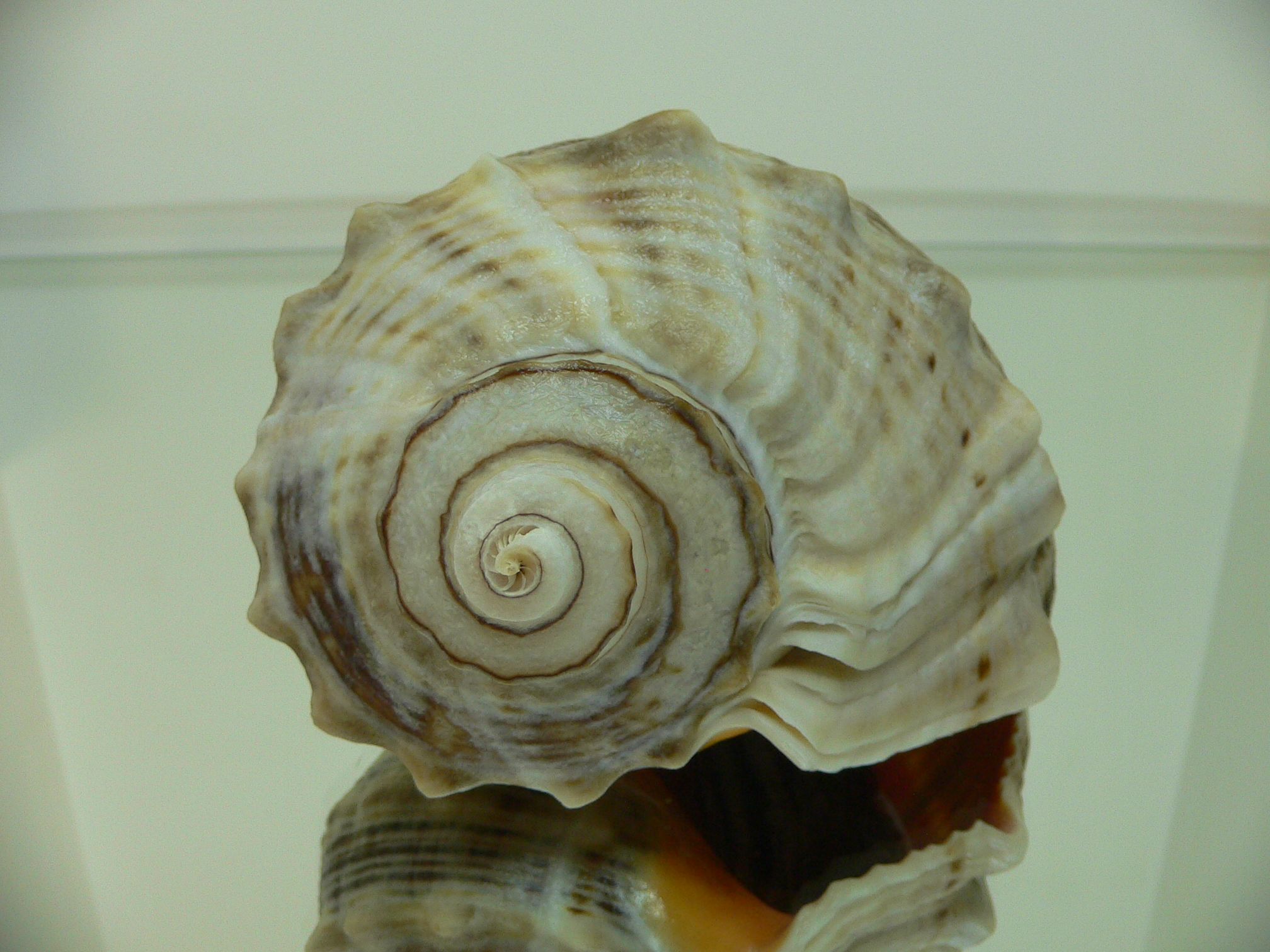 Rapana venosa GRAY COLOR