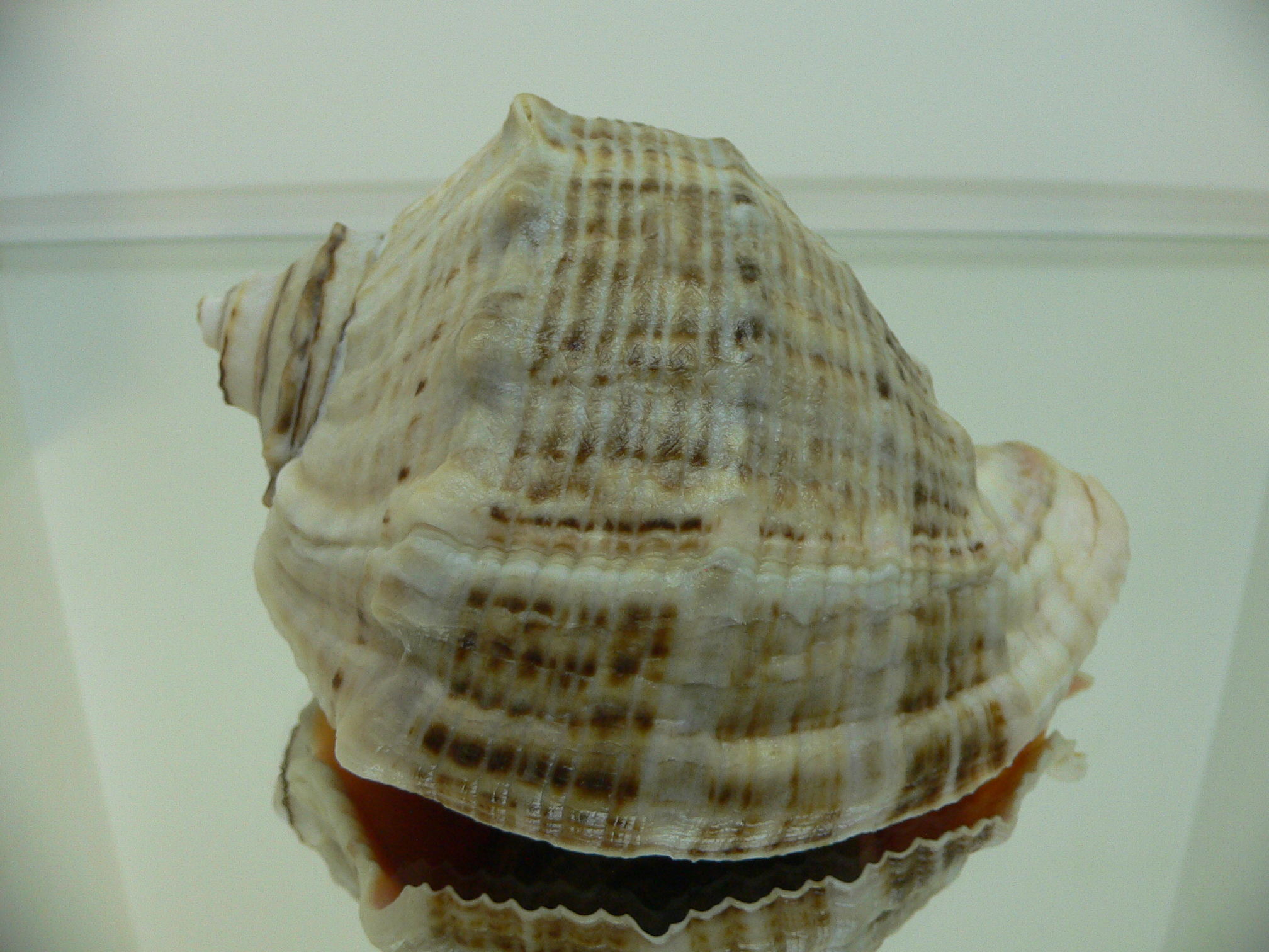 Rapana venosa GRAY COLOR