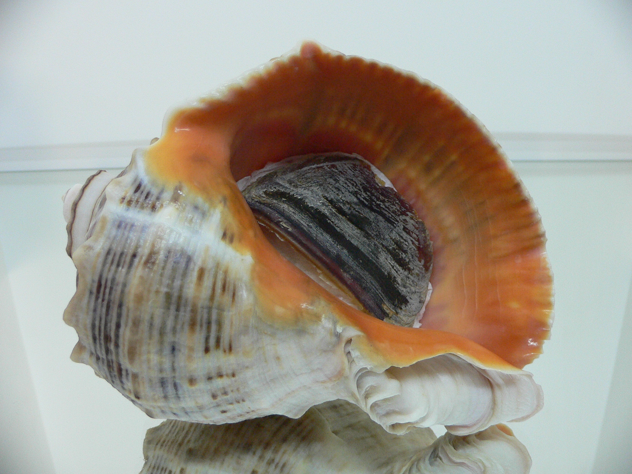 Rapana venosa GRAY COLOR