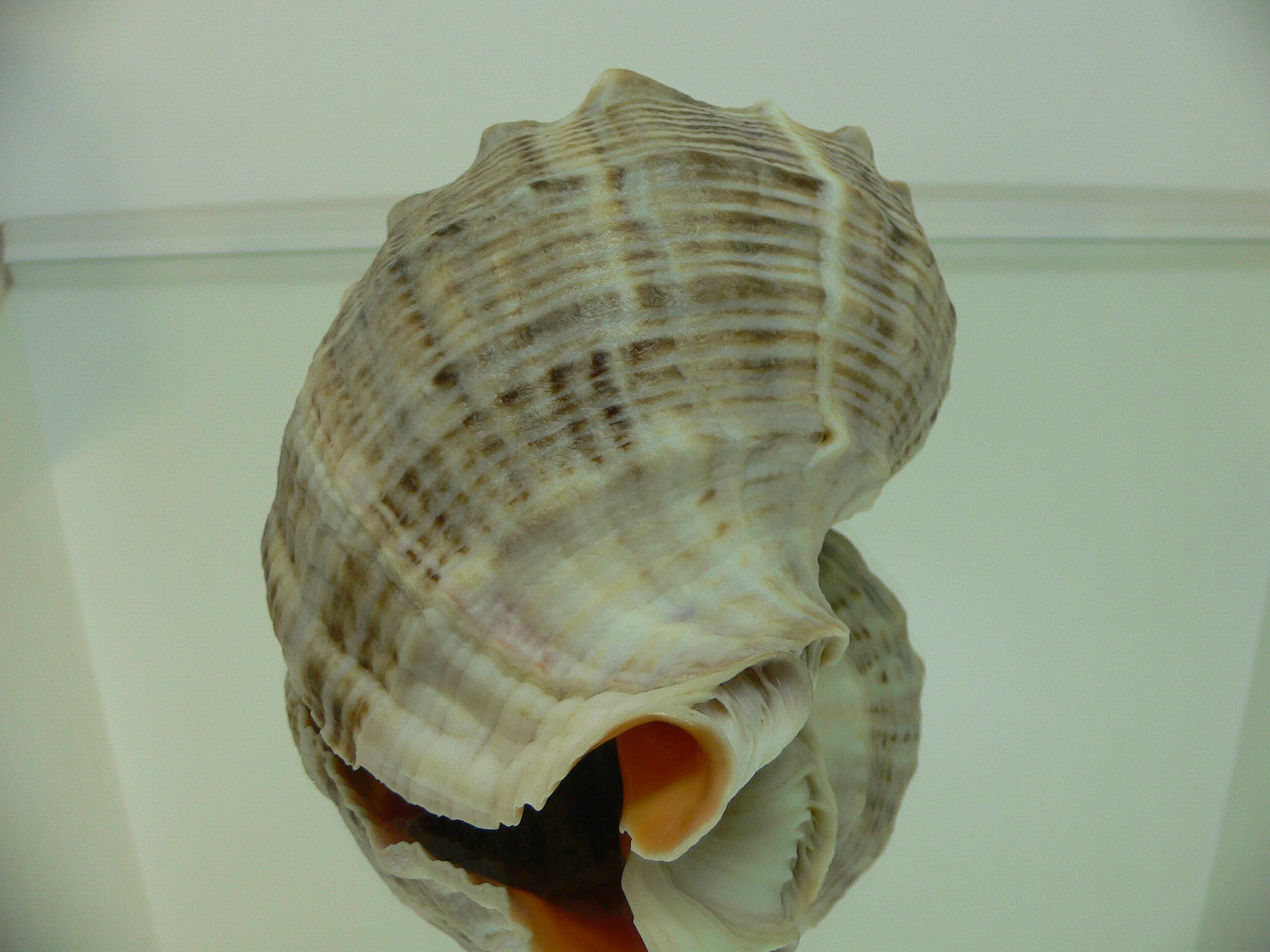 Rapana venosa GRAY COLOR