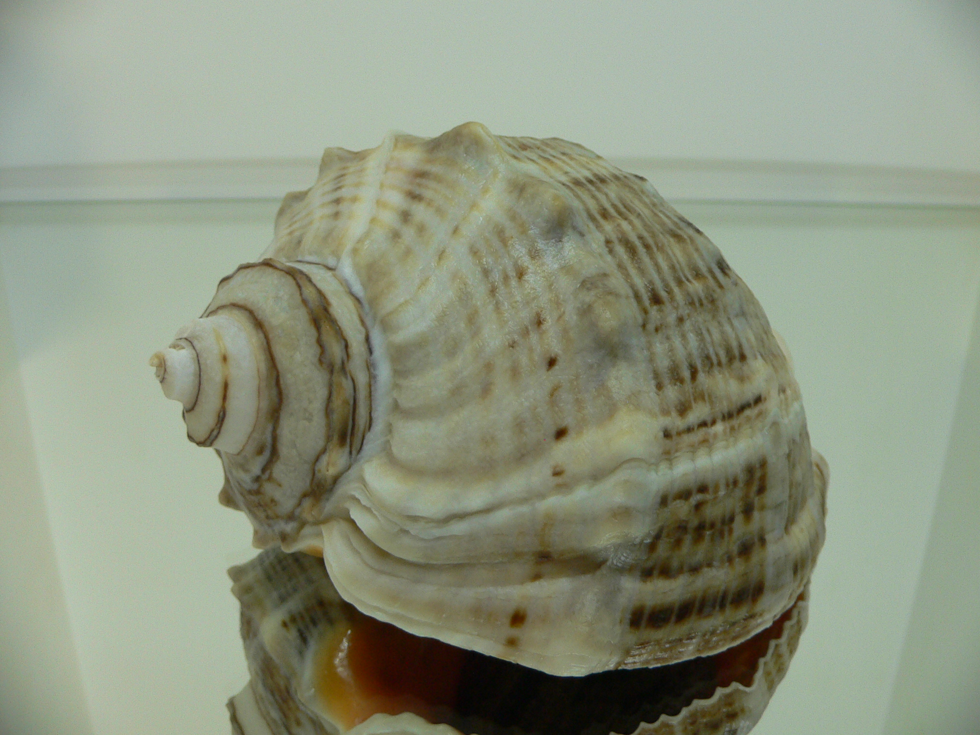 Rapana venosa GRAY COLOR