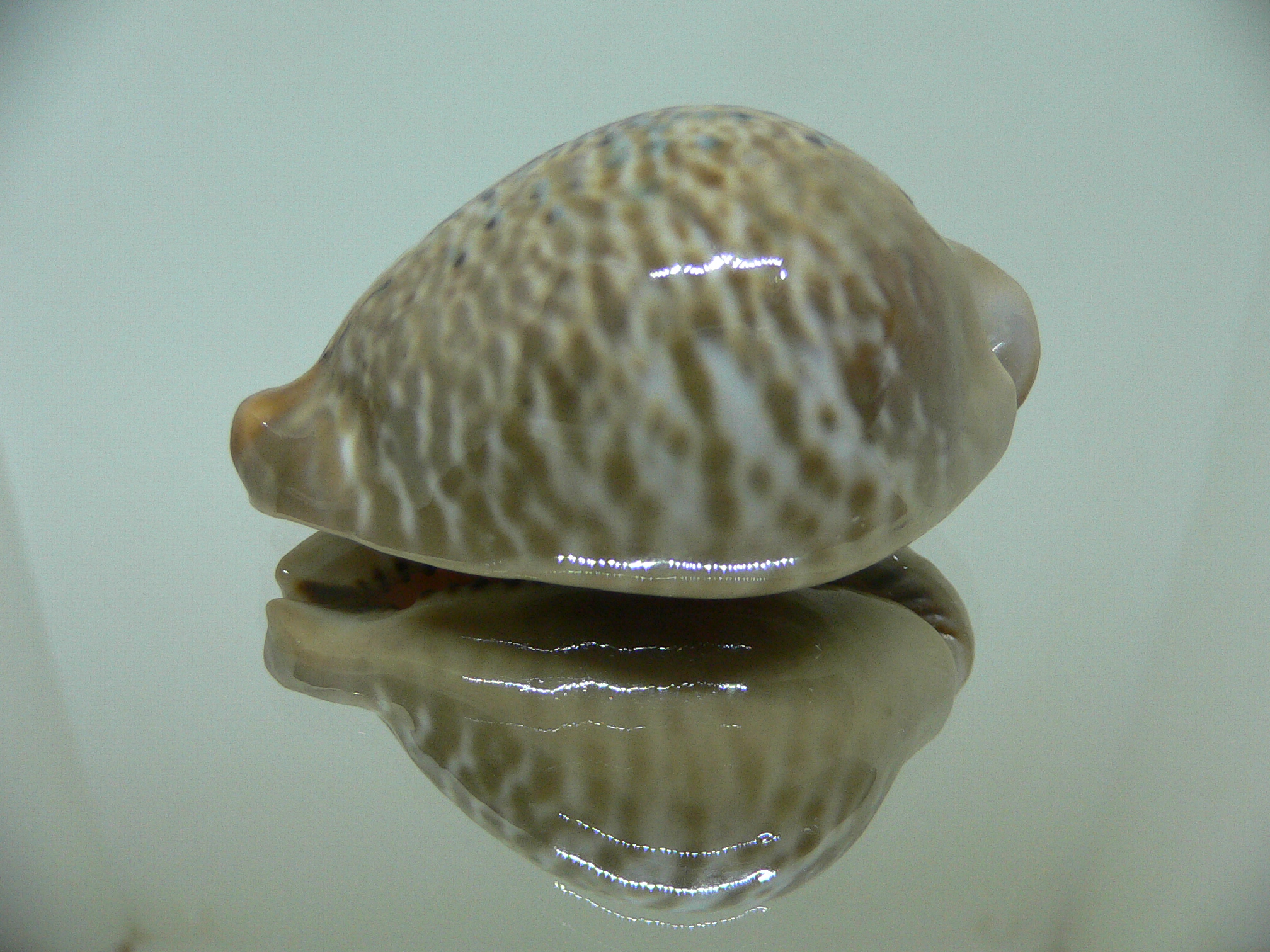 Cypraea mus bicornis donmoorei (var.) BLUE SPOTS