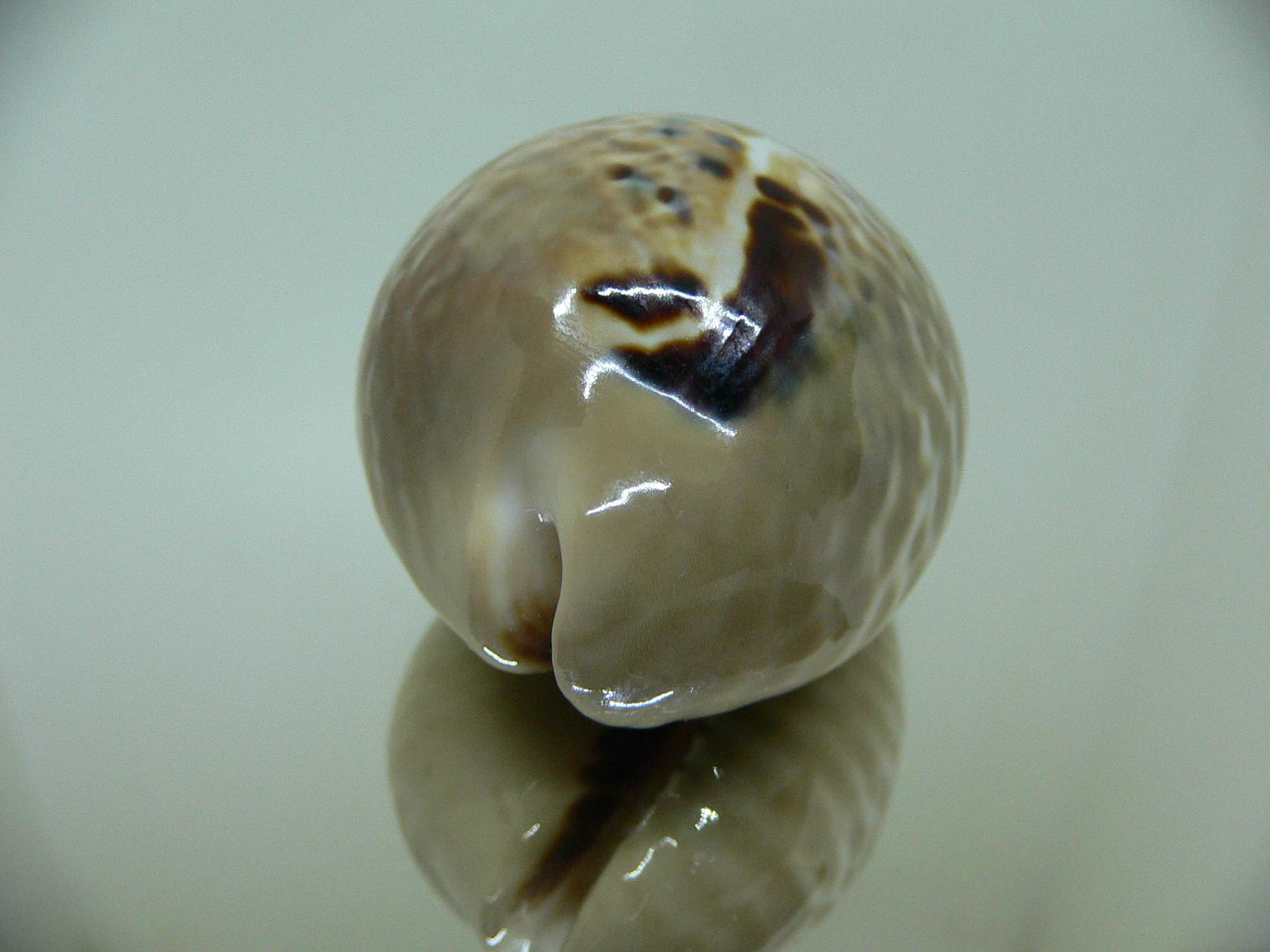 Cypraea mus bicornis donmoorei (var.) BLUE SPOTS