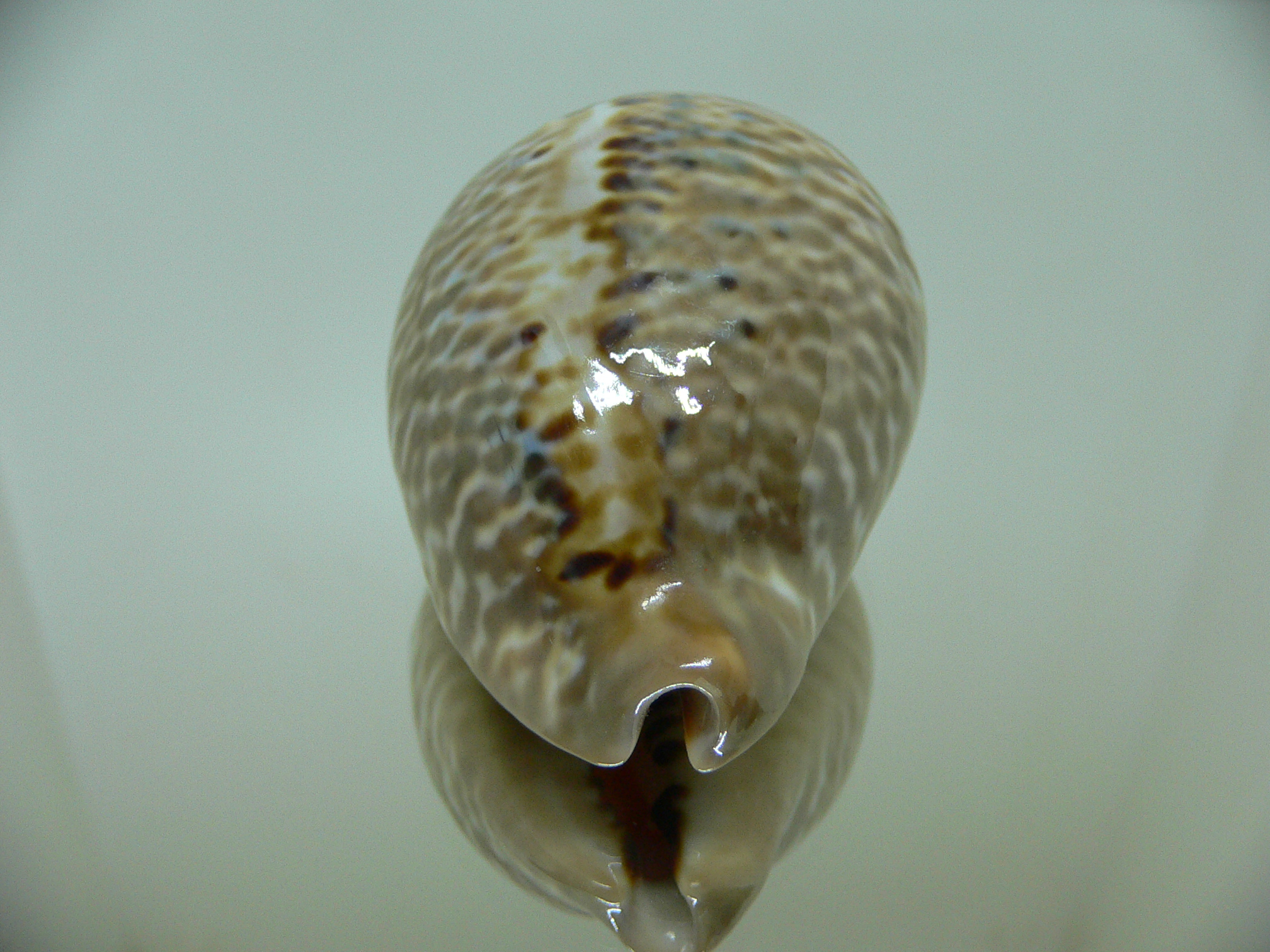 Cypraea mus bicornis donmoorei (var.) BLUE SPOTS