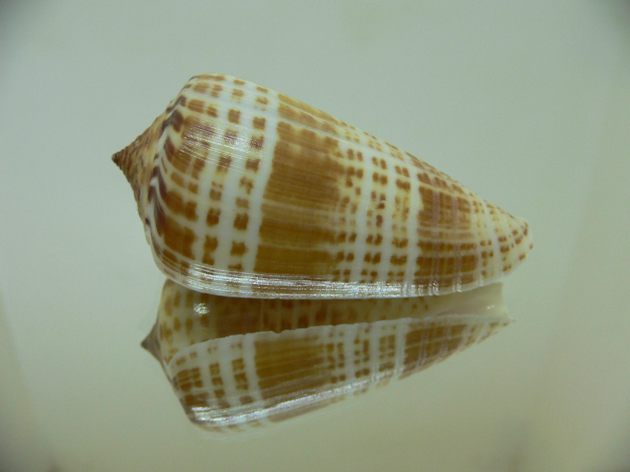 Conus inscriptus maculospira (var.) BIG