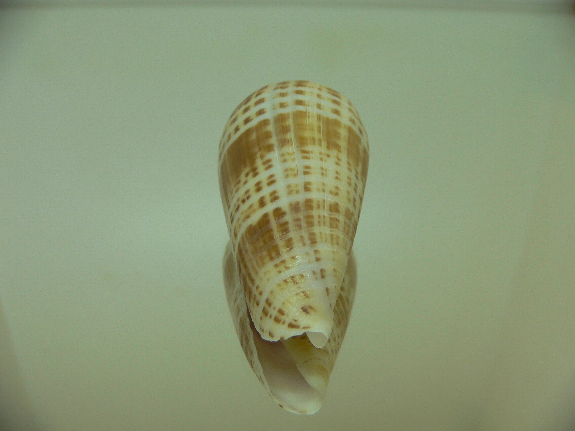 Conus inscriptus maculospira (var.) BIG