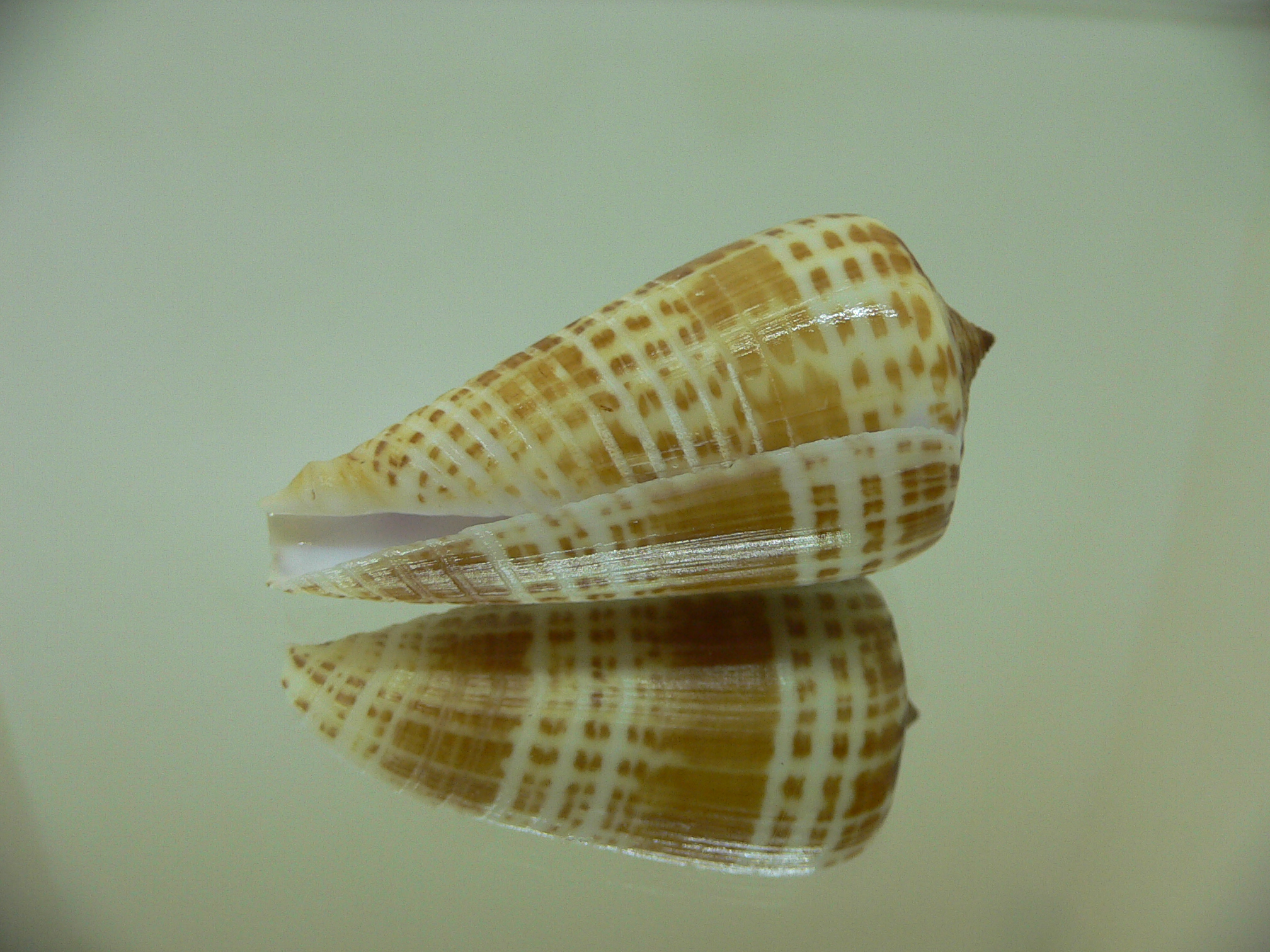 Conus inscriptus maculospira (var.) BIG