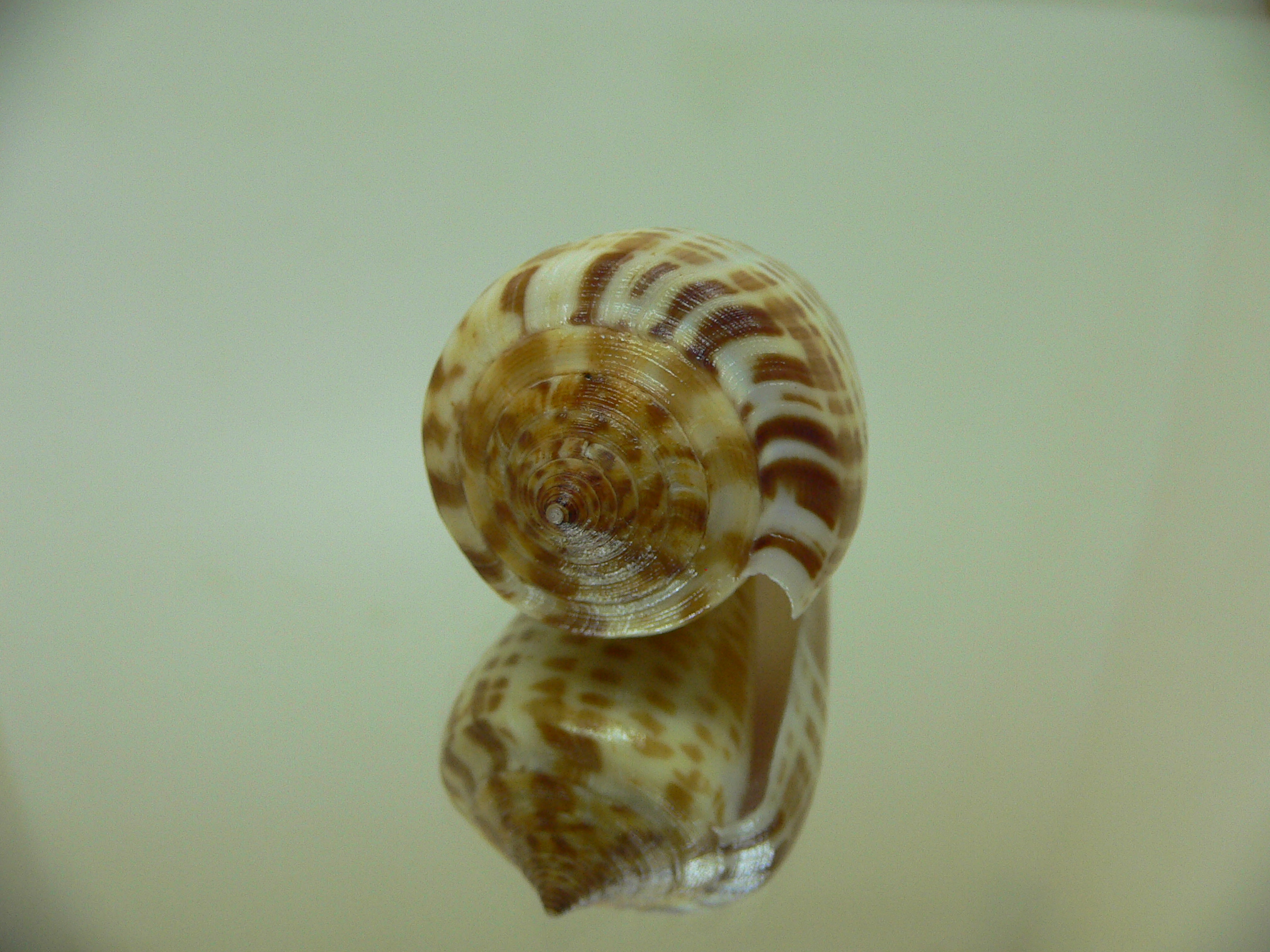 Conus inscriptus maculospira (var.) BIG